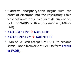 • Oxidative phosphorylation begins with the
entry of electrons into the respiratory chain
via electron carriers- nicotinamide nucleotides
(NAD or NADP) or flavin nucleotides (FMN or
FAD).
• NAD+
+ 2H+
+ 2e-
 NADH + H+
• NADP+
+ 2H+
+ 2e-
 NADPH + H+
• FMN or FAD can accept 1 e-
+ 1 H+
to become
semiquinone form or 2 e-
+ 2 H+
to form FMNH2
or FADH2
.
 