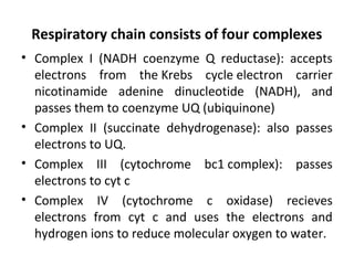 Respiratory chain consists of four complexes
• Complex I (NADH coenzyme Q reductase): accepts
electrons from the Krebs cycle electron carrier
nicotinamide adenine dinucleotide (NADH), and
passes them to coenzyme UQ (ubiquinone)
• Complex II (succinate dehydrogenase): also passes
electrons to UQ.
• Complex III (cytochrome bc1 complex): passes
electrons to cyt c
• Complex IV (cytochrome c oxidase) recieves
electrons from cyt c and uses the electrons and
hydrogen ions to reduce molecular oxygen to water.
 
