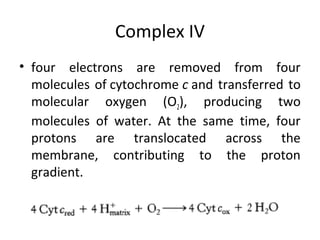 Complex IV
• four electrons are removed from four
molecules of cytochrome c and transferred to
molecular oxygen (O2), producing two
molecules of water. At the same time, four
protons are translocated across the
membrane, contributing to the proton
gradient.
 