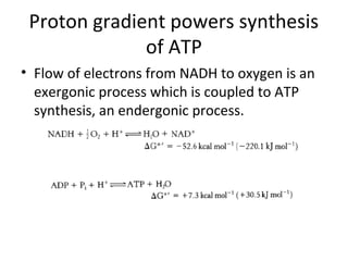 Proton gradient powers synthesis
of ATP
• Flow of electrons from NADH to oxygen is an
exergonic process which is coupled to ATP
synthesis, an endergonic process.
 