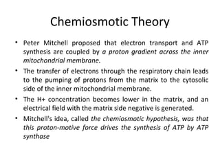 Chemiosmotic Theory
• Peter Mitchell proposed that electron transport and ATP
synthesis are coupled by a proton gradient across the inner
mitochondrial membrane.
• The transfer of electrons through the respiratory chain leads
to the pumping of protons from the matrix to the cytosolic
side of the inner mitochondrial membrane.
• The H+ concentration becomes lower in the matrix, and an
electrical field with the matrix side negative is generated.
• Mitchell's idea, called the chemiosmotic hypothesis, was that
this proton-motive force drives the synthesis of ATP by ATP
synthase
 