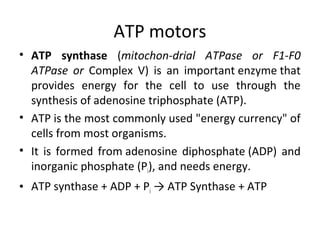 ATP motors
• ATP synthase (mitochon-drial ATPase or F1-F0
ATPase or Complex V) is an important enzyme that
provides energy for the cell to use through the
synthesis of adenosine triphosphate (ATP).
• ATP is the most commonly used "energy currency" of
cells from most organisms.
• It is formed from adenosine diphosphate (ADP) and
inorganic phosphate (Pi), and needs energy.
• ATP synthase + ADP + Pi → ATP Synthase + ATP
 