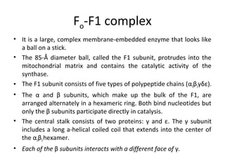 Fo-F1 complex
• It is a large, complex membrane-embedded enzyme that looks like
a ball on a stick.
• The 85-Å diameter ball, called the F1 subunit, protrudes into the
mitochondrial matrix and contains the catalytic activity of the
synthase.
• The F1 subunit consists of five types of polypeptide chains (α3β3γδε).
• The α and β subunits, which make up the bulk of the F1, are
arranged alternately in a hexameric ring. Both bind nucleotides but
only the β subunits participate directly in catalysis.
• The central stalk consists of two proteins: γ and ε. The γ subunit
includes a long a-helical coiled coil that extends into the center of
the α3β3hexamer.
• Each of the β subunits interacts with a different face of γ.
 