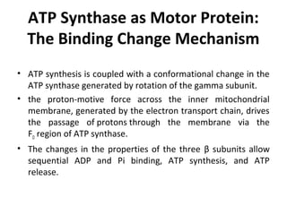 ATP Synthase as Motor Protein:
The Binding Change Mechanism
• ATP synthesis is coupled with a conformational change in the
ATP synthase generated by rotation of the gamma subunit.
• the proton-motive force across the inner mitochondrial
membrane, generated by the electron transport chain, drives
the passage of protons through the membrane via the
FO region of ATP synthase.
• The changes in the properties of the three β subunits allow
sequential ADP and Pi binding, ATP synthesis, and ATP
release.
 