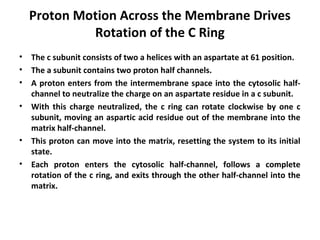 Proton Motion Across the Membrane Drives
Rotation of the C Ring
• The c subunit consists of two a helices with an aspartate at 61 position.
• The a subunit contains two proton half channels.
• A proton enters from the intermembrane space into the cytosolic half-
channel to neutralize the charge on an aspartate residue in a c subunit.
• With this charge neutralized, the c ring can rotate clockwise by one c
subunit, moving an aspartic acid residue out of the membrane into the
matrix half-channel.
• This proton can move into the matrix, resetting the system to its initial
state.
• Each proton enters the cytosolic half-channel, follows a complete
rotation of the c ring, and exits through the other half-channel into the
matrix.
 