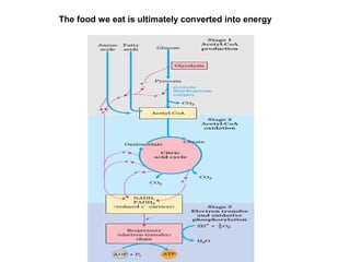 The food we eat is ultimately converted into energy
 