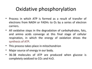 Oxidative phosphorylation
• Process  in  which  ATP  is  formed  as  a  result  of  transfer  of 
electrons from NADH or FADH2 to O2 by a series of electron 
carriers.
• All oxidative steps in the degradation of carbohydrates, fats, 
and  amino  acids  converge  at  this  final  stage  of  cellular 
respiration,  in  which  the  energy  of  oxidation  drives  the 
synthesis of ATP.
• This process takes place in mitochondrion
• Major source of energy in our body.
• 36-38  molecules  of  ATP  are  produced  when  glucose  is 
completely oxidized to CO2 and H2O.
 