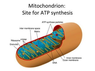 Mitochondrion: 
Site for ATP synthesis
 