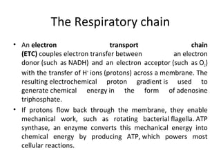 The Respiratory chain
• An electron transport chain
(ETC) couples electron transfer between  an electron 
donor (such  as NADH)  and  an  electron  acceptor (such  as O2) 
with the transfer of H+
 ions (protons) across a membrane. The 
resulting electrochemical  proton  gradient is  used  to 
generate chemical  energy in  the  form  of adenosine 
triphosphate.
• If  protons  flow  back  through  the  membrane,  they  enable 
mechanical  work,  such  as  rotating  bacterial flagella. ATP 
synthase,  an  enzyme  converts  this  mechanical  energy  into 
chemical  energy  by  producing  ATP, which  powers  most 
cellular reactions.
 