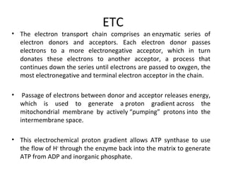 ETC
• The electron transport chain comprises an enzymatic series of
electron donors and acceptors. Each electron donor passes
electrons to a more electronegative acceptor, which in turn
donates these electrons to another acceptor, a process that
continues down the series until electrons are passed to oxygen, the
most electronegative and terminal electron acceptor in the chain.
• Passage of electrons between donor and acceptor releases energy,
which is used to generate a proton gradient across the
mitochondrial membrane by actively “pumping” protons into the
intermembrane space.
• This electrochemical proton gradient allows ATP synthase to use
the flow of H+
through the enzyme back into the matrix to generate
ATP from ADP and inorganic phosphate.
 