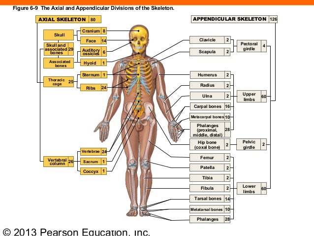 the axial and appedicular skeleton essay The appendicular skeleton -consists of 126 bones -bones of the limbs and their girdles -pectoral: attaches upper limbs to the trunk -pelvic: secures lower limbs we will write a custom essay sample on the appendicular skeleton for you for only $1390/page order now pectoral girdle (shoulder girdle) -clavicles and scapulae -attach upper limbs. the axial and appedicular skeleton essay The appendicular skeleton -consists of 126 bones -bones of the limbs and their girdles -pectoral: attaches upper limbs to the trunk -pelvic: secures lower limbs we will write a custom essay sample on the appendicular skeleton for you for only $1390/page order now pectoral girdle (shoulder girdle) -clavicles and scapulae -attach upper limbs.