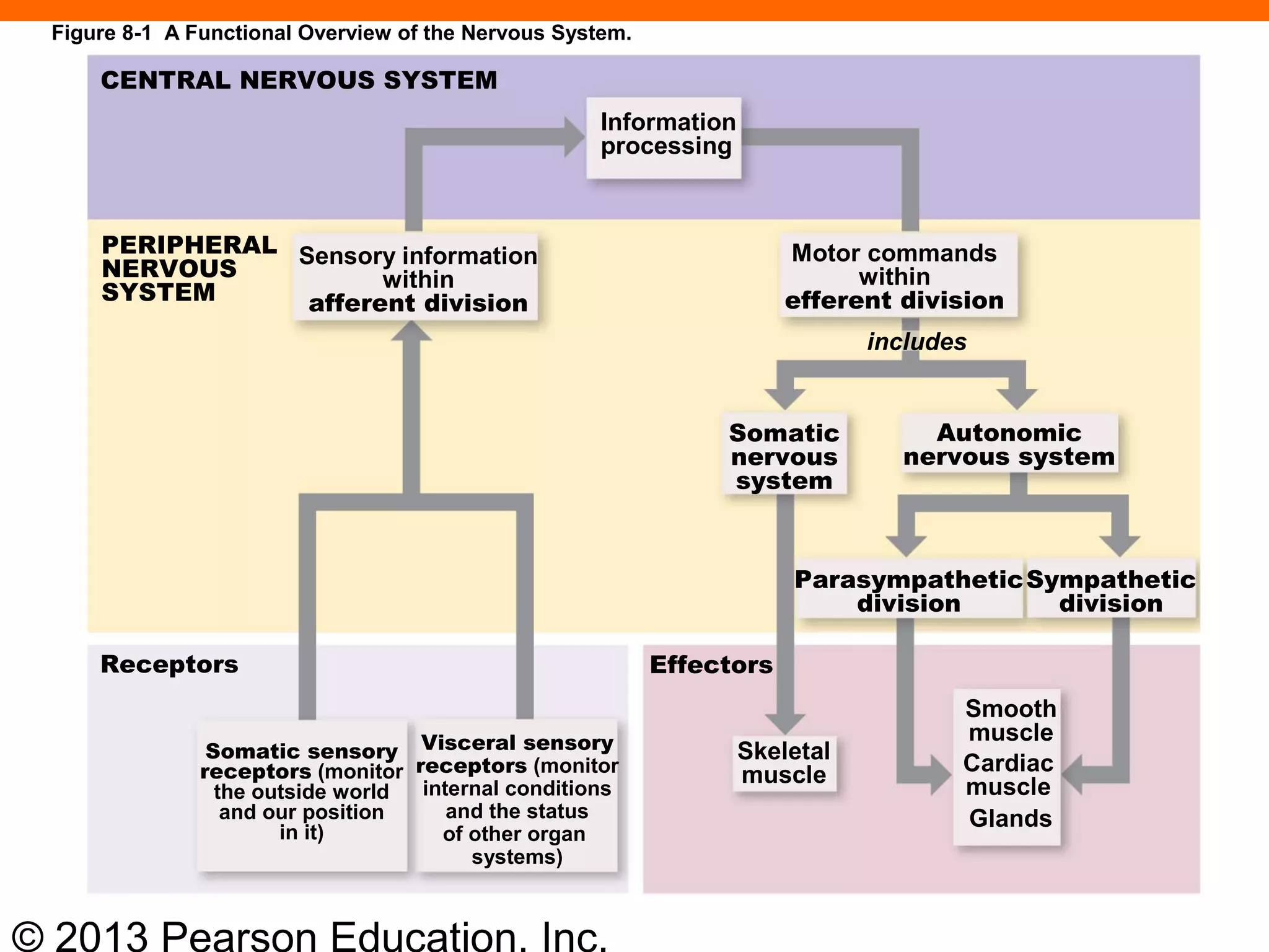 © 2013 Pearson Education, Inc.
Figure 8-1 A Functional Overview of the Nervous System.
CENTRAL NERVOUS SYSTEM
PERIPHERAL
NERVOUS
SYSTEM
Sensory information
within
afferent division
Information
processing
Motor commands
within
efferent division
includes
Somatic
nervous
system
Autonomic
nervous system
Parasympathetic
division
Sympathetic
division
Receptors Effectors
Somatic sensory
receptors (monitor
the outside world
and our position
in it)
Visceral sensory
receptors (monitor
internal conditions
and the status
of other organ
systems)
Skeletal
muscle
Smooth
muscle
Glands
Cardiac
muscle
 
