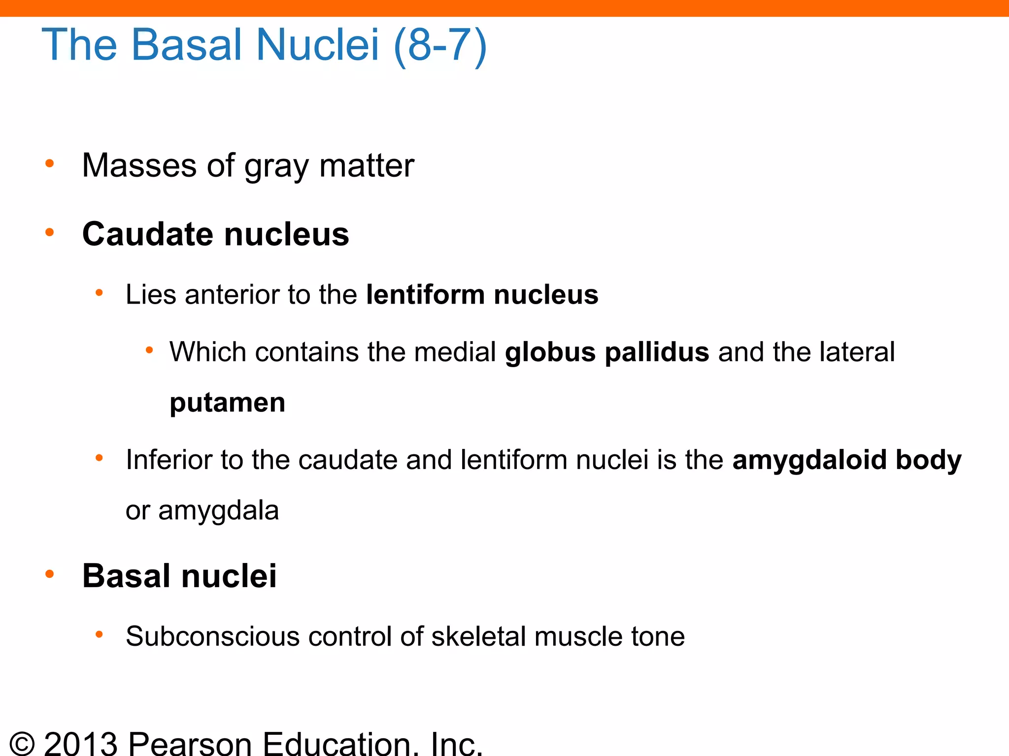 © 2013 Pearson Education, Inc.
The Basal Nuclei (8-7)
• Masses of gray matter
• Caudate nucleus
• Lies anterior to the lentiform nucleus
• Which contains the medial globus pallidus and the lateral
putamen
• Inferior to the caudate and lentiform nuclei is the amygdaloid body
or amygdala
• Basal nuclei
• Subconscious control of skeletal muscle tone
 