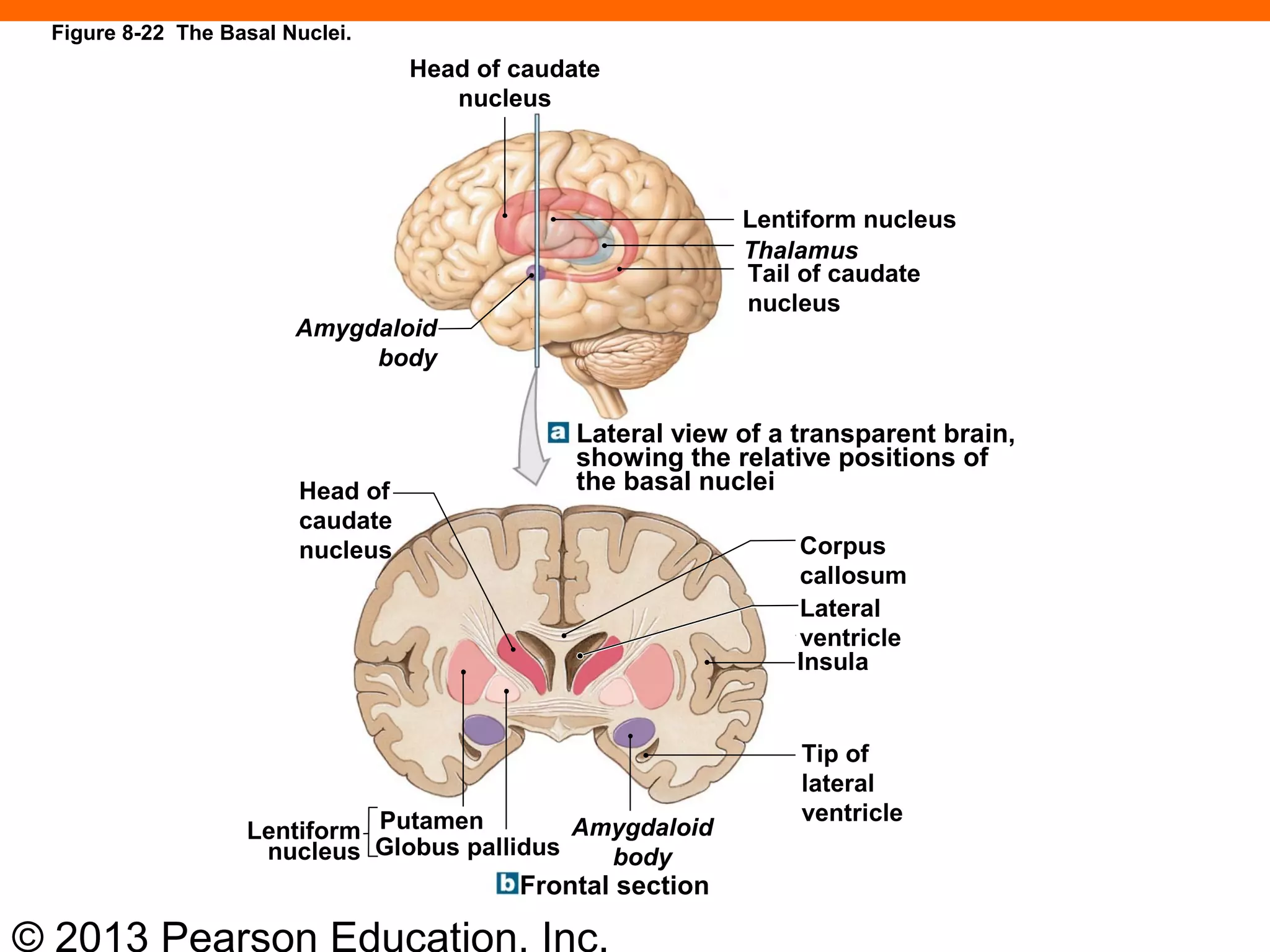 © 2013 Pearson Education, Inc.
Lateral view of a transparent brain,
showing the relative positions of
the basal nuclei
Lentiform nucleus
Thalamus
Tail of caudate
nucleus
Amygdaloid
body
Head of caudate
nucleus
Head of
caudate
nucleus Corpus
callosum
Lateral
ventricle
Insula
Tip of
lateral
ventricle
Amygdaloid
bodyGlobus pallidus
PutamenLentiform
nucleus
Frontal section
Figure 8-22 The Basal Nuclei.
 