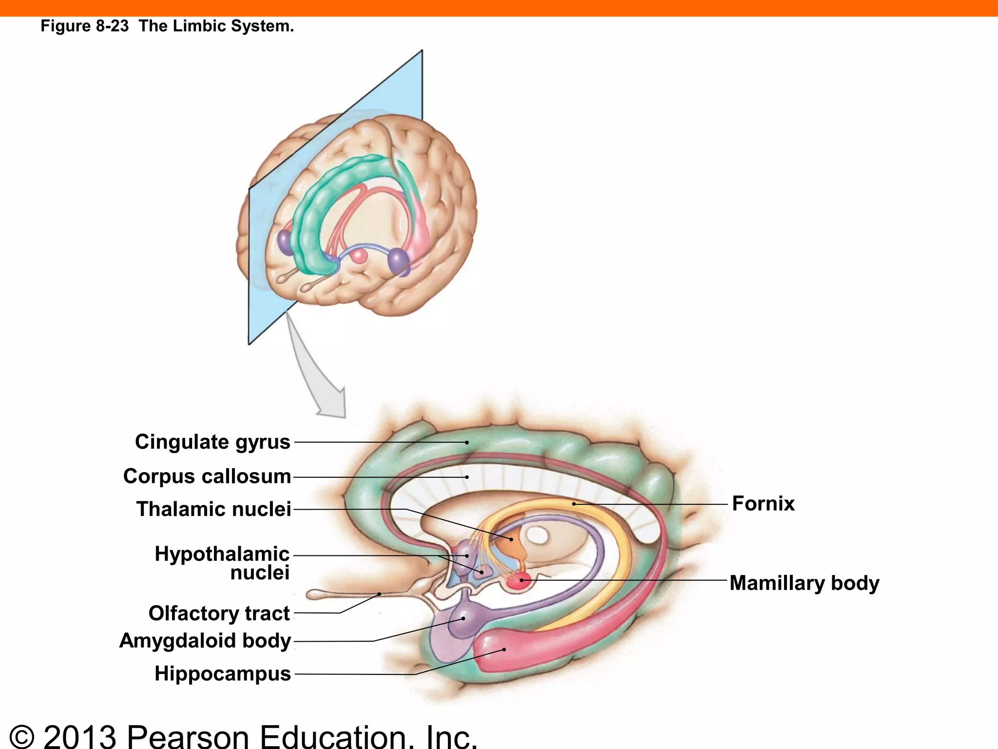 © 2013 Pearson Education, Inc.
Cingulate gyrus
Corpus callosum
Thalamic nuclei
Hypothalamic
nuclei
Olfactory tract
Amygdaloid body
Hippocampus
Fornix
Mamillary body
Figure 8-23 The Limbic System.
 