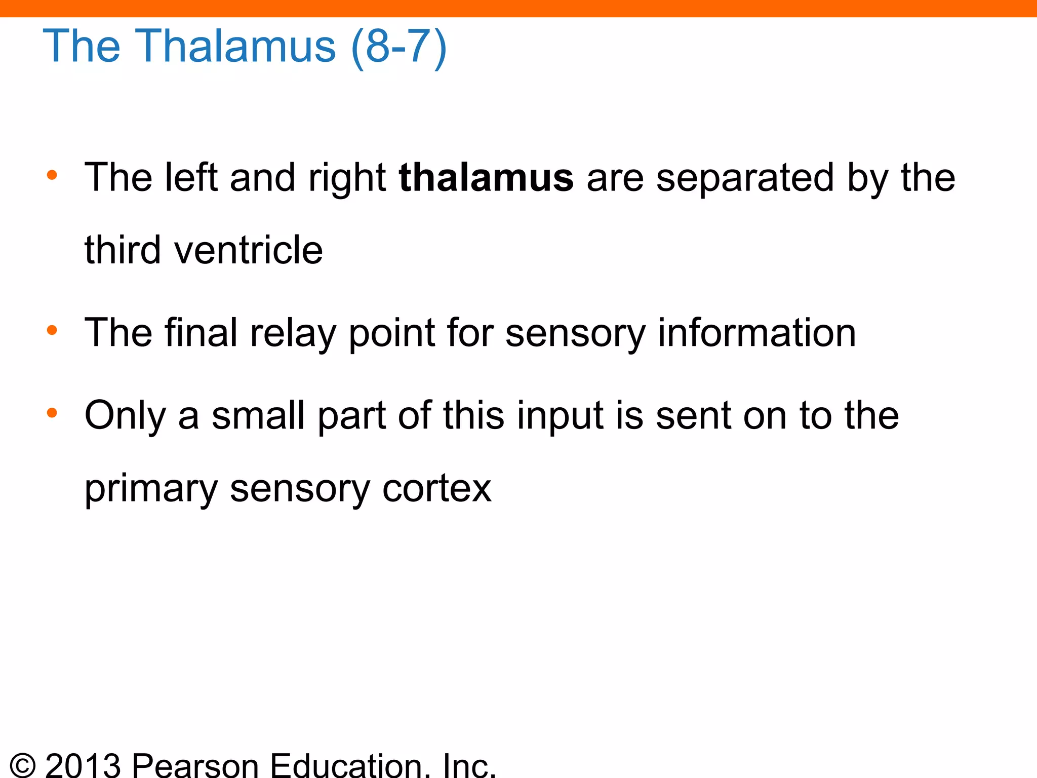 © 2013 Pearson Education, Inc.
The Thalamus (8-7)
• The left and right thalamus are separated by the
third ventricle
• The final relay point for sensory information
• Only a small part of this input is sent on to the
primary sensory cortex
 