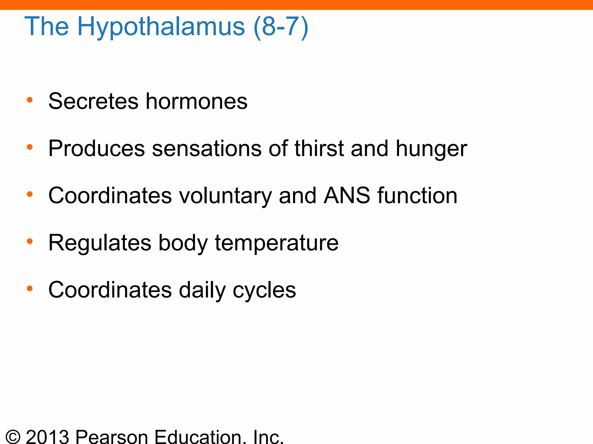 © 2013 Pearson Education, Inc.
The Hypothalamus (8-7)
• Secretes hormones
• Produces sensations of thirst and hunger
• Coordinates voluntary and ANS function
• Regulates body temperature
• Coordinates daily cycles
 