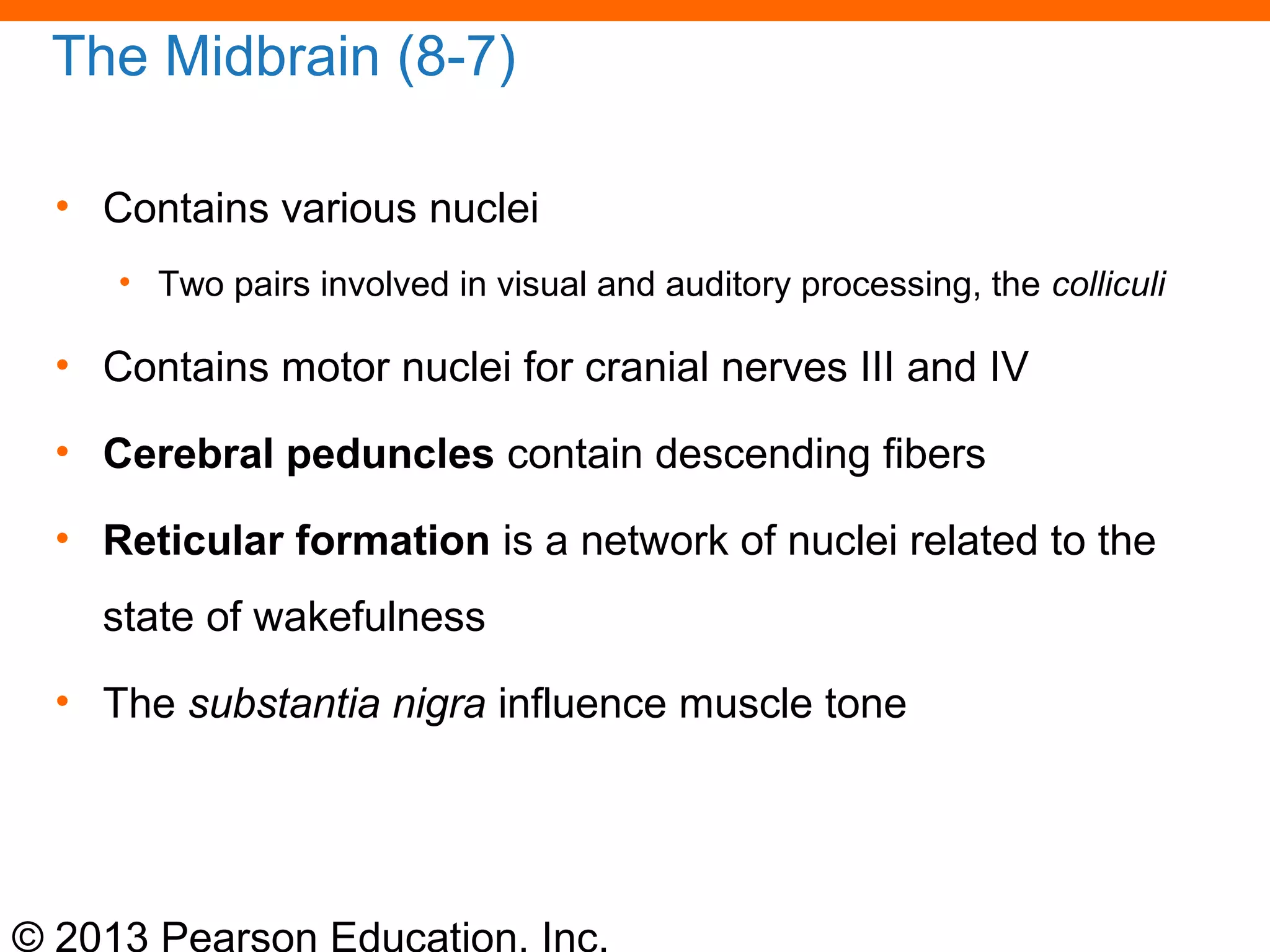 © 2013 Pearson Education, Inc.
The Midbrain (8-7)
• Contains various nuclei
• Two pairs involved in visual and auditory processing, the colliculi
• Contains motor nuclei for cranial nerves III and IV
• Cerebral peduncles contain descending fibers
• Reticular formation is a network of nuclei related to the
state of wakefulness
• The substantia nigra influence muscle tone
 
