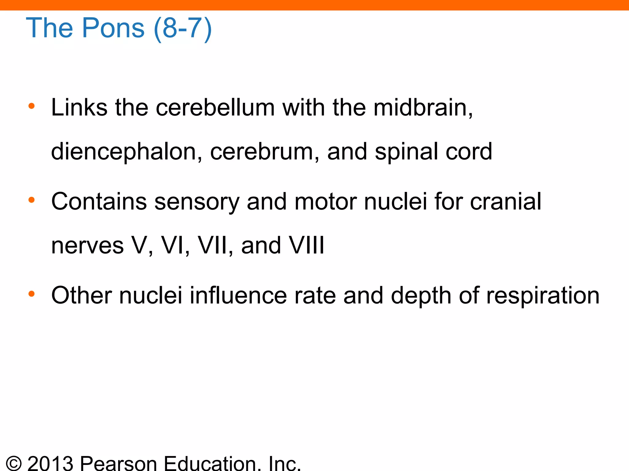 © 2013 Pearson Education, Inc.
The Pons (8-7)
• Links the cerebellum with the midbrain,
diencephalon, cerebrum, and spinal cord
• Contains sensory and motor nuclei for cranial
nerves V, VI, VII, and VIII
• Other nuclei influence rate and depth of respiration
 
