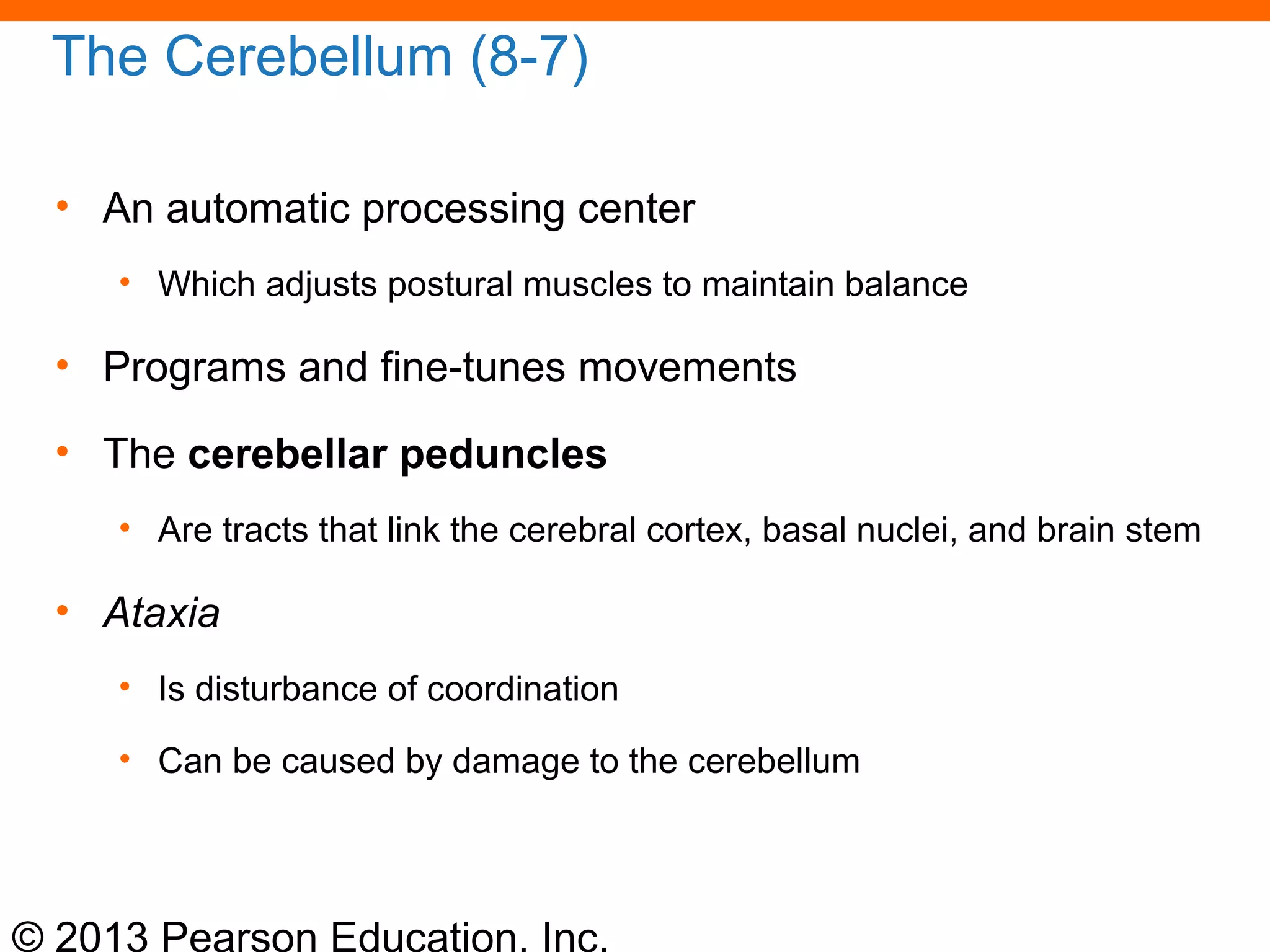 © 2013 Pearson Education, Inc.
The Cerebellum (8-7)
• An automatic processing center
• Which adjusts postural muscles to maintain balance
• Programs and fine-tunes movements
• The cerebellar peduncles
• Are tracts that link the cerebral cortex, basal nuclei, and brain stem
• Ataxia
• Is disturbance of coordination
• Can be caused by damage to the cerebellum
 
