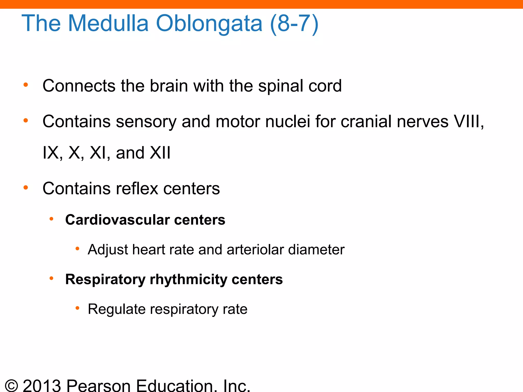© 2013 Pearson Education, Inc.
The Medulla Oblongata (8-7)
• Connects the brain with the spinal cord
• Contains sensory and motor nuclei for cranial nerves VIII,
IX, X, XI, and XII
• Contains reflex centers
• Cardiovascular centers
• Adjust heart rate and arteriolar diameter
• Respiratory rhythmicity centers
• Regulate respiratory rate
 