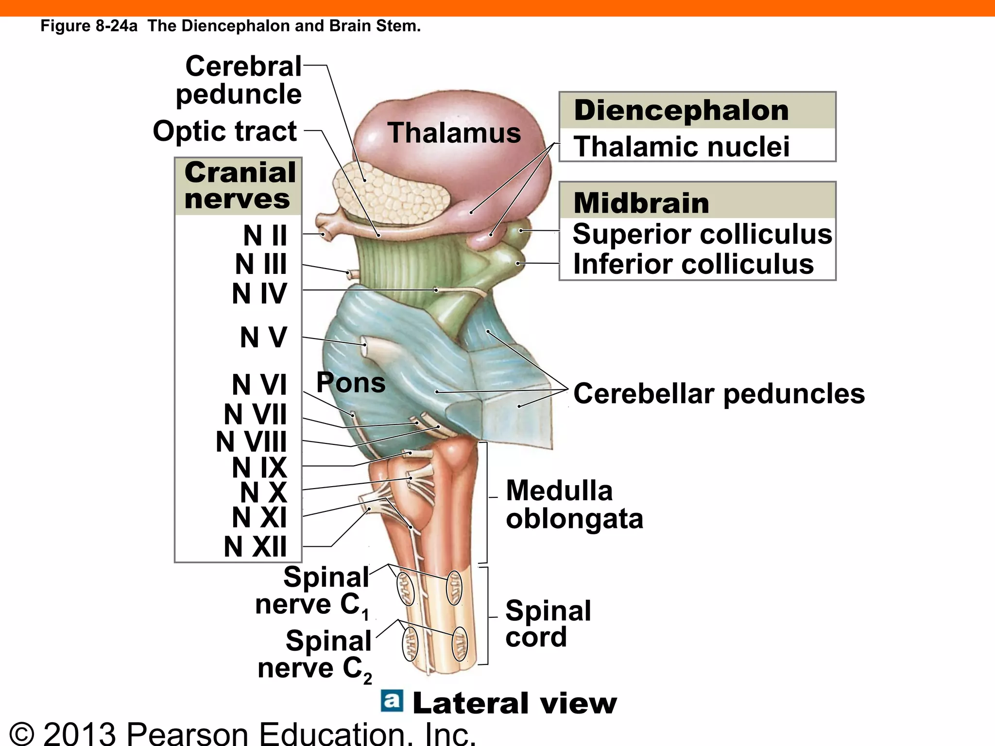 © 2013 Pearson Education, Inc.
Figure 8-24a The Diencephalon and Brain Stem.
Cerebral
peduncle
Optic tract
Cranial
nerves
Thalamus
Diencephalon
Thalamic nuclei
Midbrain
Superior colliculus
Inferior colliculus
Cerebellar peduncles
Medulla
oblongata
Spinal
cord
Lateral view
Spinal
nerve C2
Spinal
nerve C1
N XII
N XI
N X
N IX
N II
N III
N V
N IV
N VI
N VII
N VIII
Pons
 