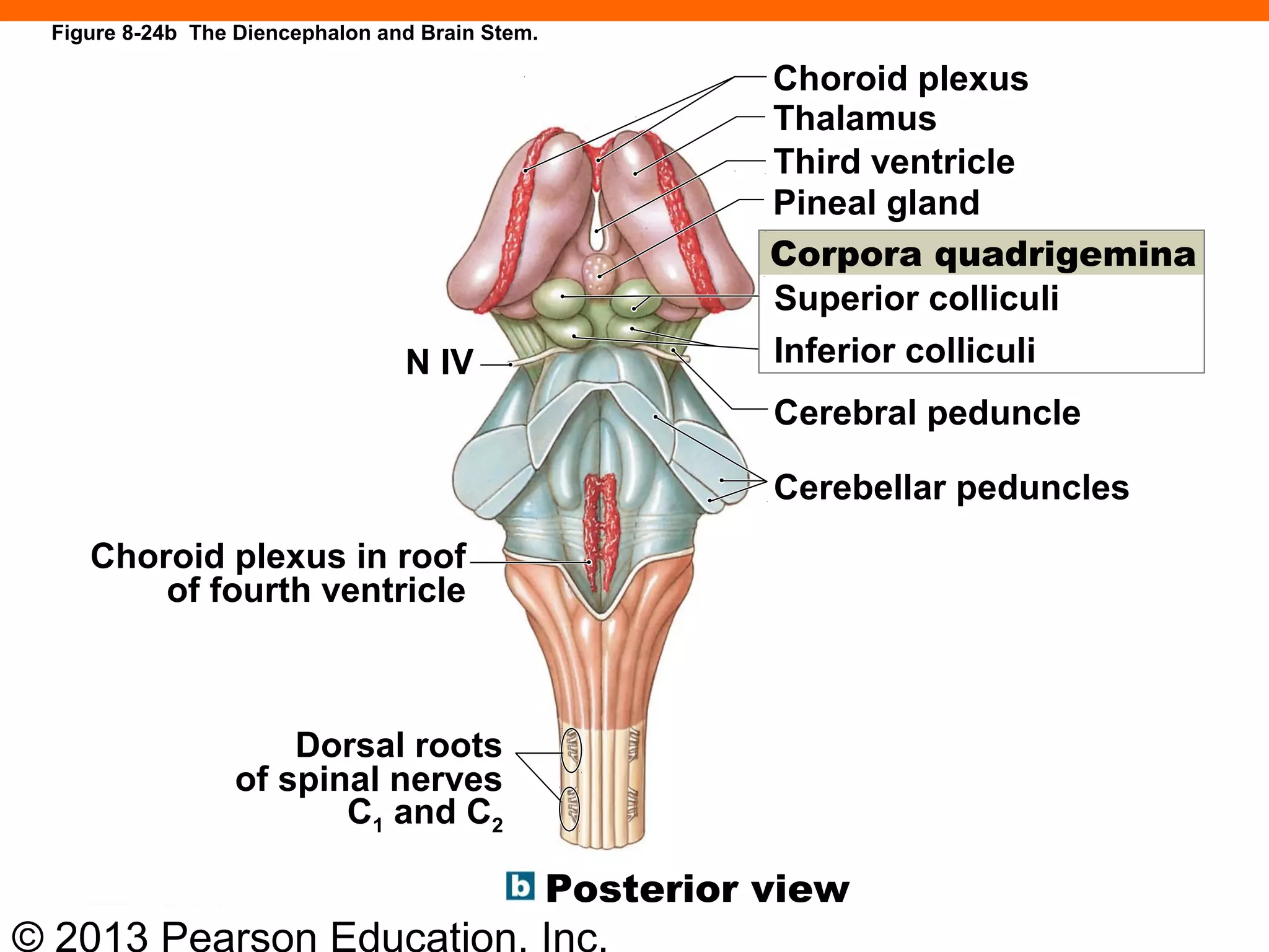 © 2013 Pearson Education, Inc.
Figure 8-24b The Diencephalon and Brain Stem.
N IV
Choroid plexus
Thalamus
Third ventricle
Pineal gland
Corpora quadrigemina
Superior colliculi
Inferior colliculi
Cerebral peduncle
Cerebellar peduncles
Posterior view
Dorsal roots
of spinal nerves
C1 and C2
Choroid plexus in roof
of fourth ventricle
 
