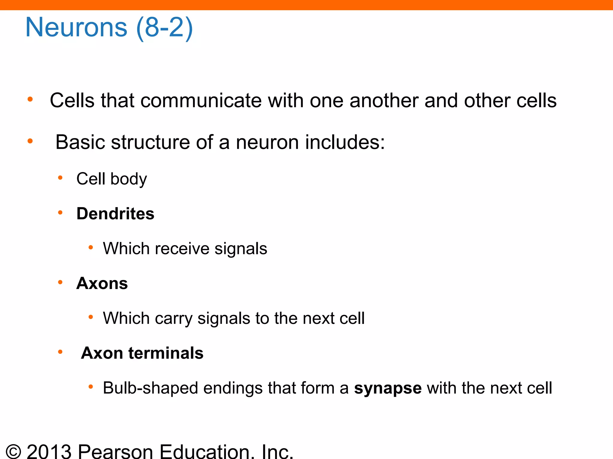 © 2013 Pearson Education, Inc.
Neurons (8-2)
• Cells that communicate with one another and other cells
• Basic structure of a neuron includes:
• Cell body
• Dendrites
• Which receive signals
• Axons
• Which carry signals to the next cell
• Axon terminals
• Bulb-shaped endings that form a synapse with the next cell
 