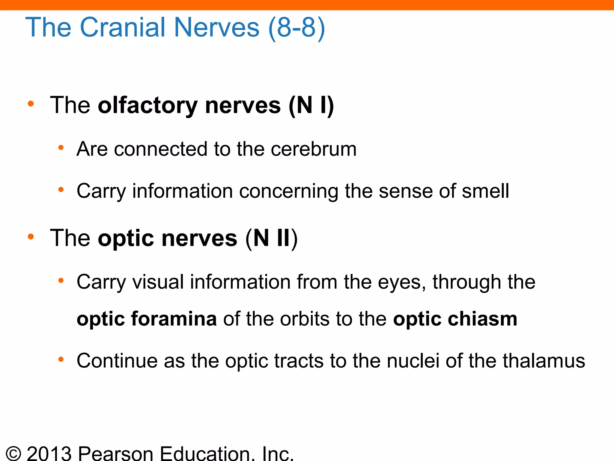 © 2013 Pearson Education, Inc.
The Cranial Nerves (8-8)
• The olfactory nerves (N I)
• Are connected to the cerebrum
• Carry information concerning the sense of smell
• The optic nerves (N II)
• Carry visual information from the eyes, through the
optic foramina of the orbits to the optic chiasm
• Continue as the optic tracts to the nuclei of the thalamus
 