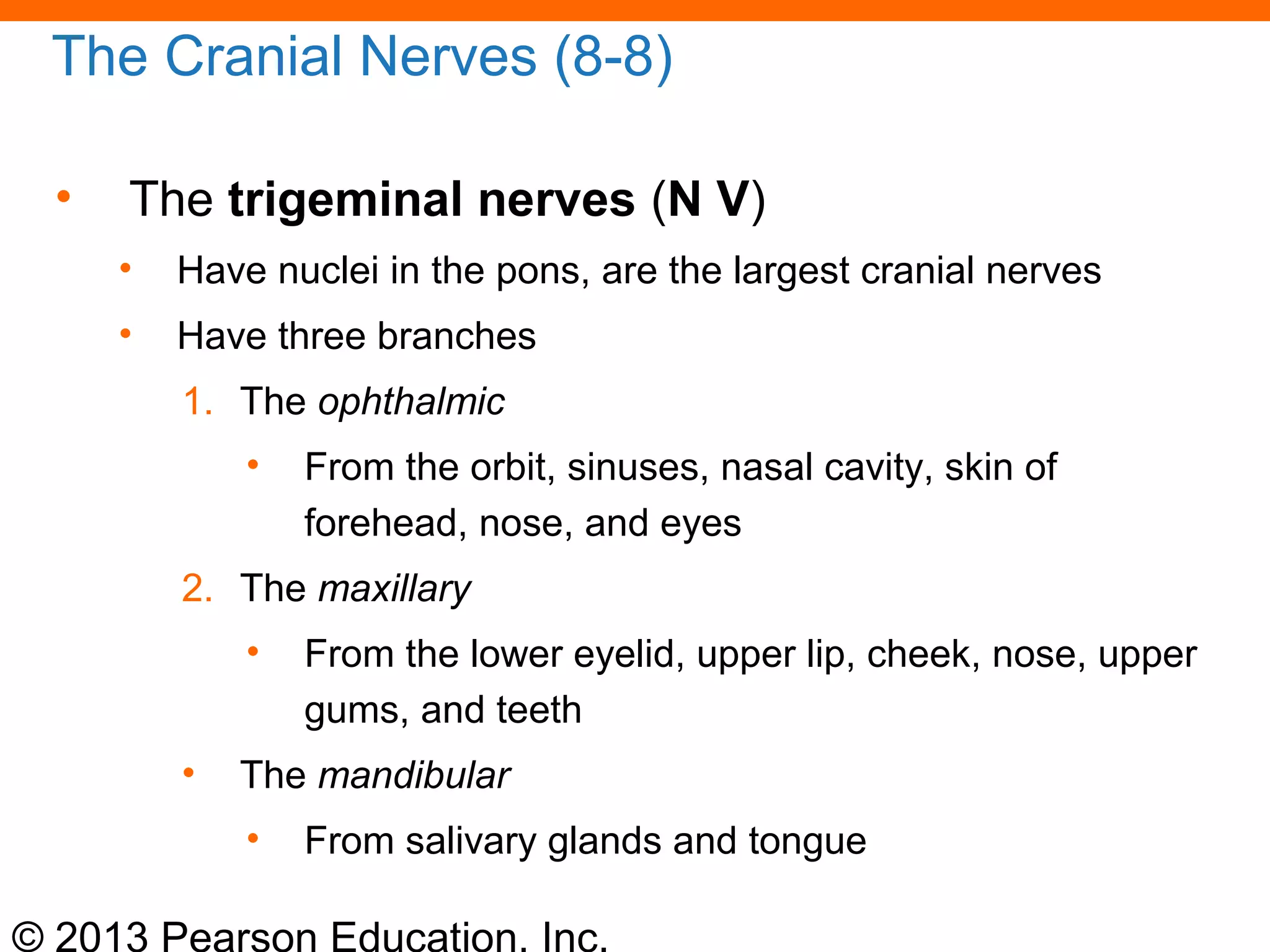© 2013 Pearson Education, Inc.
The Cranial Nerves (8-8)
• The trigeminal nerves (N V)
• Have nuclei in the pons, are the largest cranial nerves
• Have three branches
1. The ophthalmic
• From the orbit, sinuses, nasal cavity, skin of
forehead, nose, and eyes
2. The maxillary
• From the lower eyelid, upper lip, cheek, nose, upper
gums, and teeth
• The mandibular
• From salivary glands and tongue
 