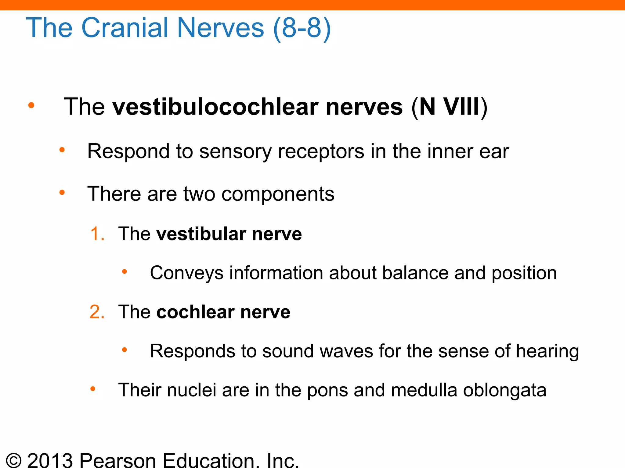 © 2013 Pearson Education, Inc.
The Cranial Nerves (8-8)
• The vestibulocochlear nerves (N VIII)
• Respond to sensory receptors in the inner ear
• There are two components
1. The vestibular nerve
• Conveys information about balance and position
2. The cochlear nerve
• Responds to sound waves for the sense of hearing
• Their nuclei are in the pons and medulla oblongata
 