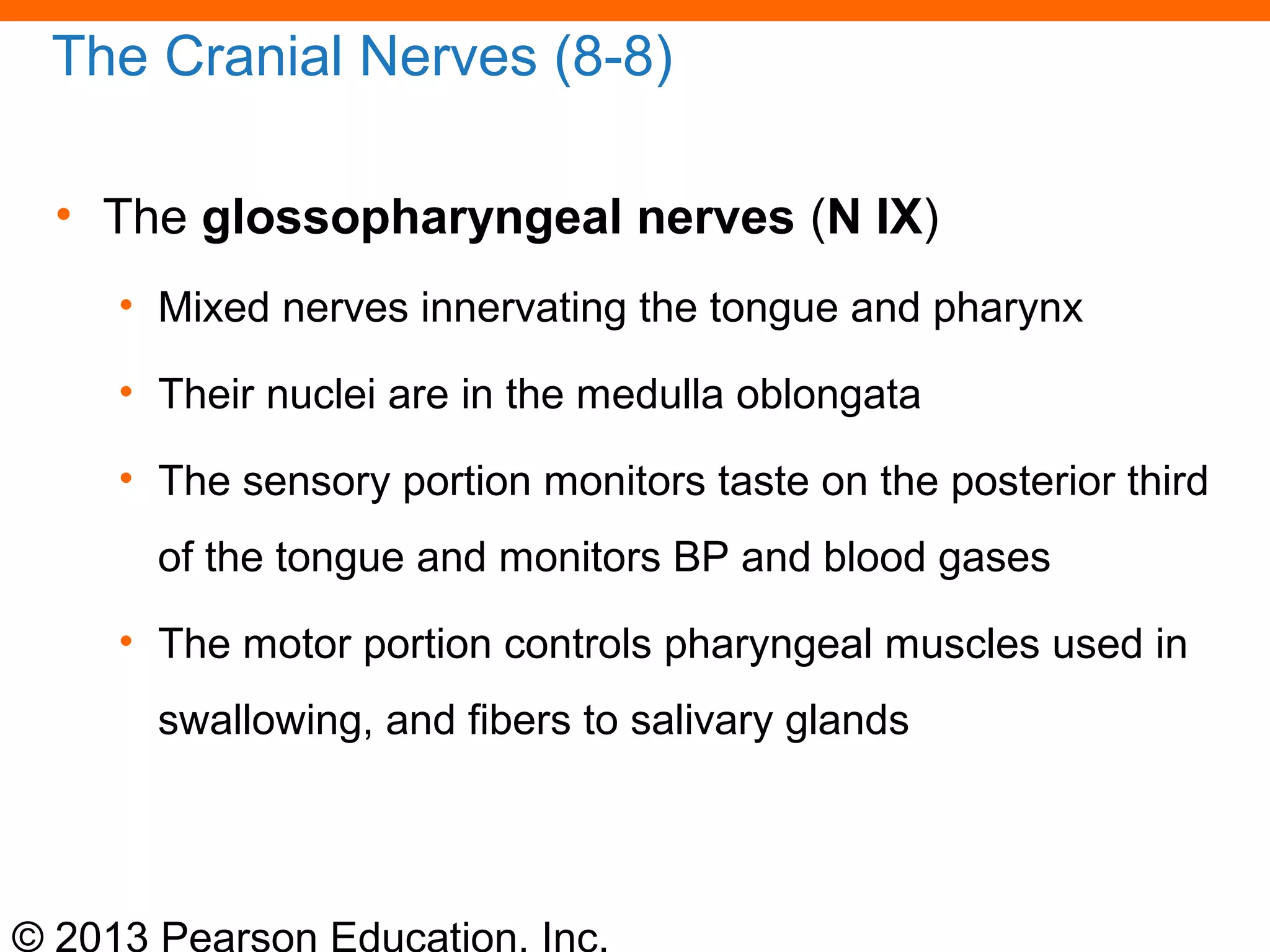 © 2013 Pearson Education, Inc.
The Cranial Nerves (8-8)
• The glossopharyngeal nerves (N IX)
• Mixed nerves innervating the tongue and pharynx
• Their nuclei are in the medulla oblongata
• The sensory portion monitors taste on the posterior third
of the tongue and monitors BP and blood gases
• The motor portion controls pharyngeal muscles used in
swallowing, and fibers to salivary glands
 