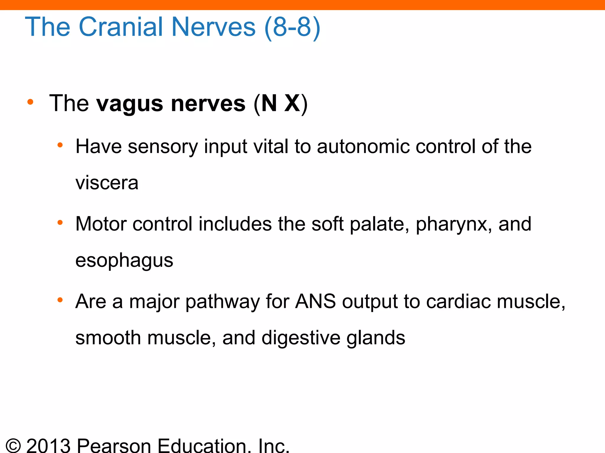 © 2013 Pearson Education, Inc.
The Cranial Nerves (8-8)
• The vagus nerves (N X)
• Have sensory input vital to autonomic control of the
viscera
• Motor control includes the soft palate, pharynx, and
esophagus
• Are a major pathway for ANS output to cardiac muscle,
smooth muscle, and digestive glands
 