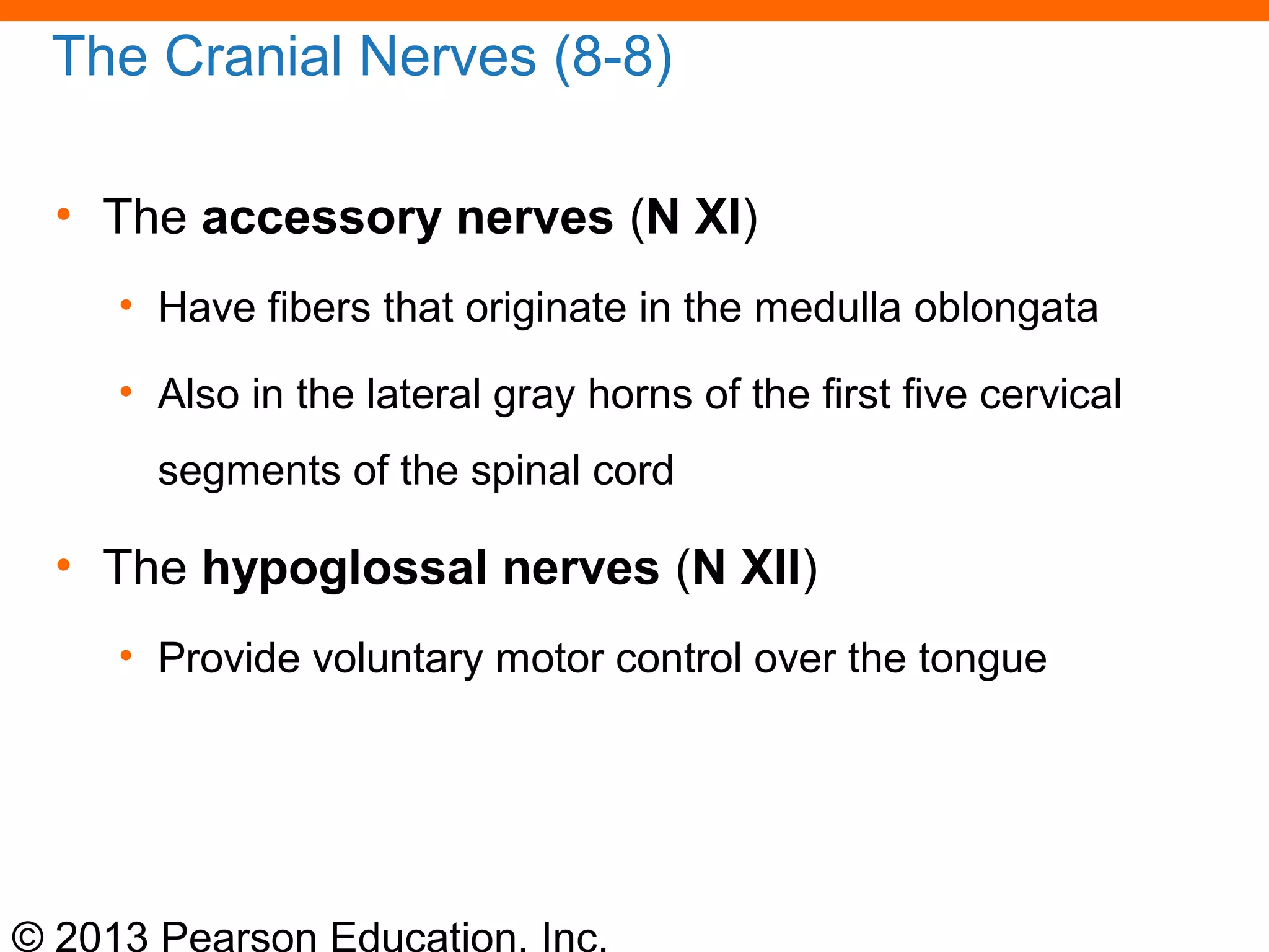 © 2013 Pearson Education, Inc.
The Cranial Nerves (8-8)
• The accessory nerves (N XI)
• Have fibers that originate in the medulla oblongata
• Also in the lateral gray horns of the first five cervical
segments of the spinal cord
• The hypoglossal nerves (N XII)
• Provide voluntary motor control over the tongue
 