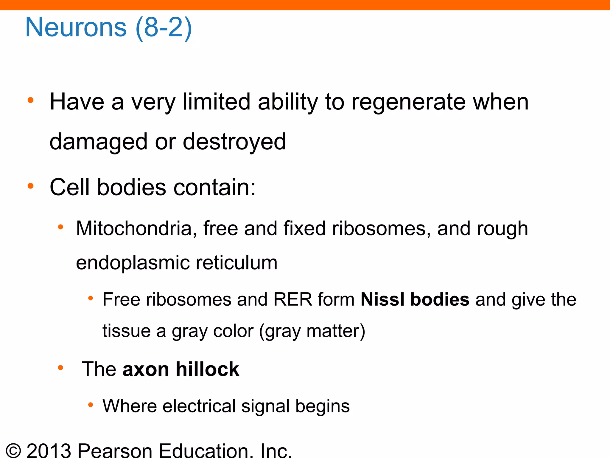 © 2013 Pearson Education, Inc.
Neurons (8-2)
• Have a very limited ability to regenerate when
damaged or destroyed
• Cell bodies contain:
• Mitochondria, free and fixed ribosomes, and rough
endoplasmic reticulum
• Free ribosomes and RER form Nissl bodies and give the
tissue a gray color (gray matter)
• The axon hillock
• Where electrical signal begins
 
