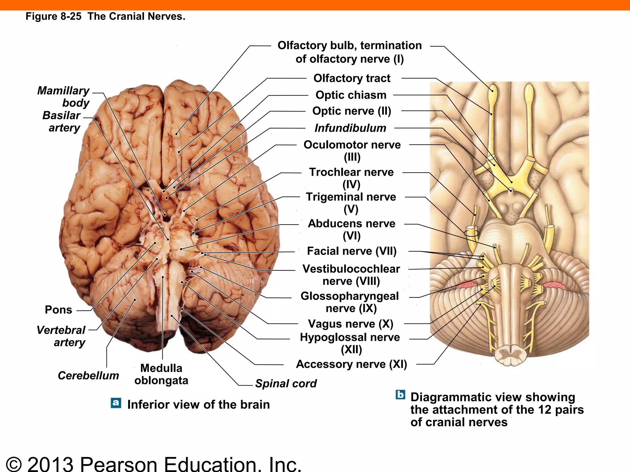 © 2013 Pearson Education, Inc.
Mamillary
body
Basilar
artery
Olfactory bulb, termination
of olfactory nerve (I)
Olfactory tract
Optic chiasm
Optic nerve (II)
Infundibulum
Oculomotor nerve
(III)
Trochlear nerve
(IV)
Trigeminal nerve
(V)
Abducens nerve
(VI)
Facial nerve (VII)
Vestibulocochlear
nerve (VIII)
Glossopharyngeal
nerve (IX)
Vagus nerve (X)
Hypoglossal nerve
(XII)
Accessory nerve (XI)
Diagrammatic view showing
the attachment of the 12 pairs
of cranial nerves
Spinal cord
Medulla
oblongataCerebellum
Inferior view of the brain
Vertebral
artery
Pons
Figure 8-25 The Cranial Nerves.
 