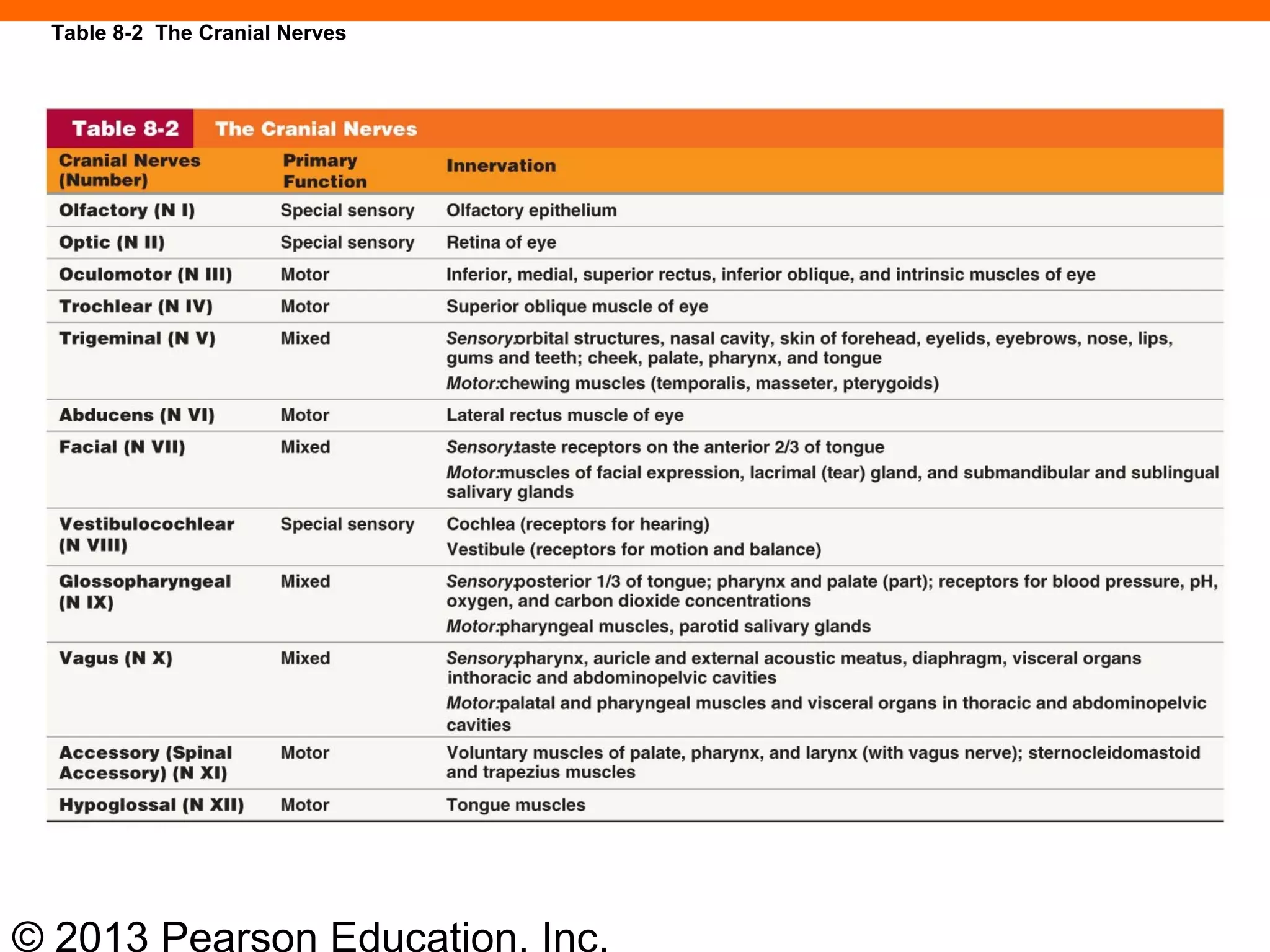 © 2013 Pearson Education, Inc.
Table 8-2 The Cranial Nerves
 