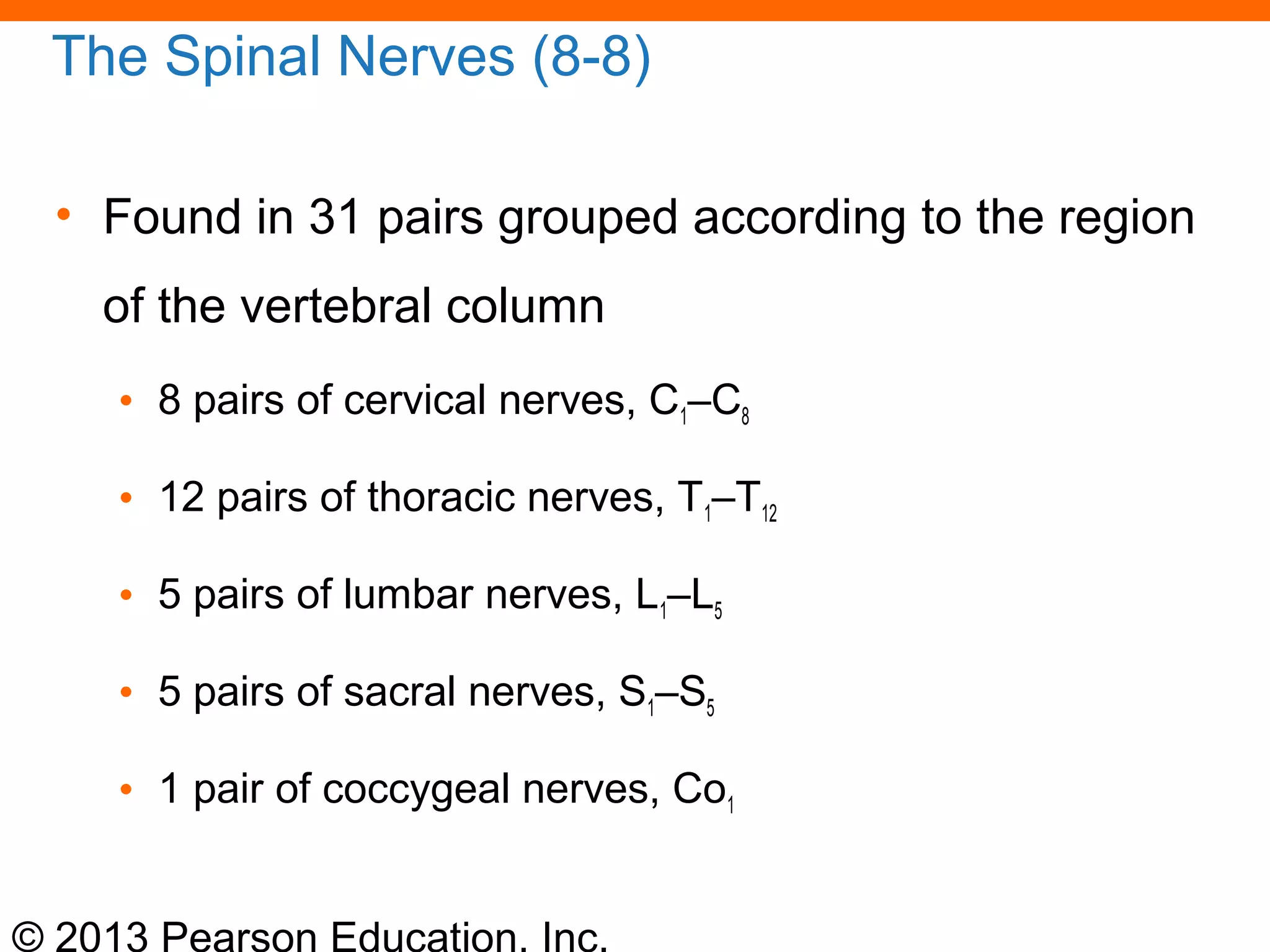 © 2013 Pearson Education, Inc.
The Spinal Nerves (8-8)
• Found in 31 pairs grouped according to the region
of the vertebral column
• 8 pairs of cervical nerves, C1–C8
• 12 pairs of thoracic nerves, T1–T12
• 5 pairs of lumbar nerves, L1–L5
• 5 pairs of sacral nerves, S1–S5
• 1 pair of coccygeal nerves, Co1
 