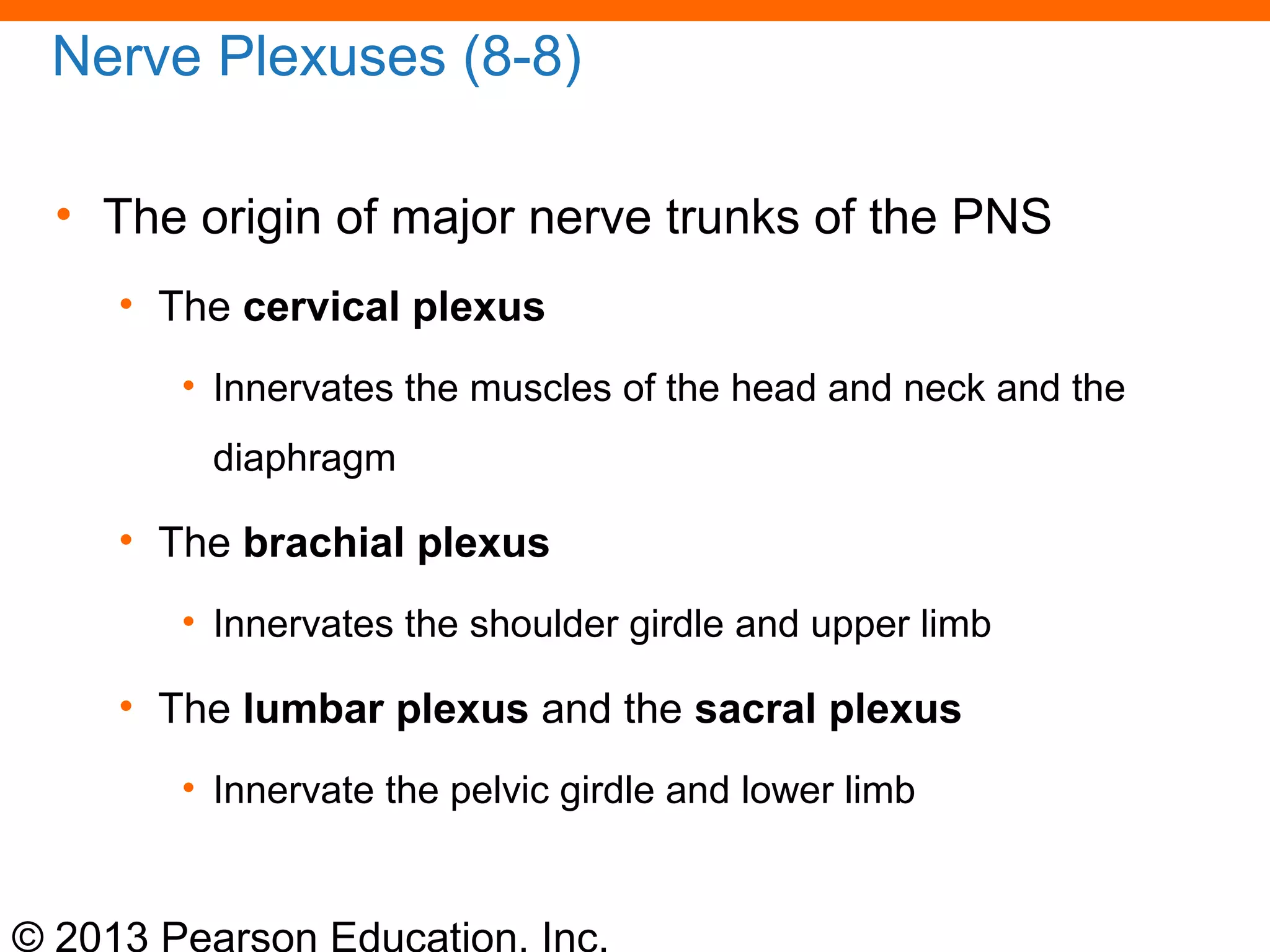 © 2013 Pearson Education, Inc.
Nerve Plexuses (8-8)
• The origin of major nerve trunks of the PNS
• The cervical plexus
• Innervates the muscles of the head and neck and the
diaphragm
• The brachial plexus
• Innervates the shoulder girdle and upper limb
• The lumbar plexus and the sacral plexus
• Innervate the pelvic girdle and lower limb
 