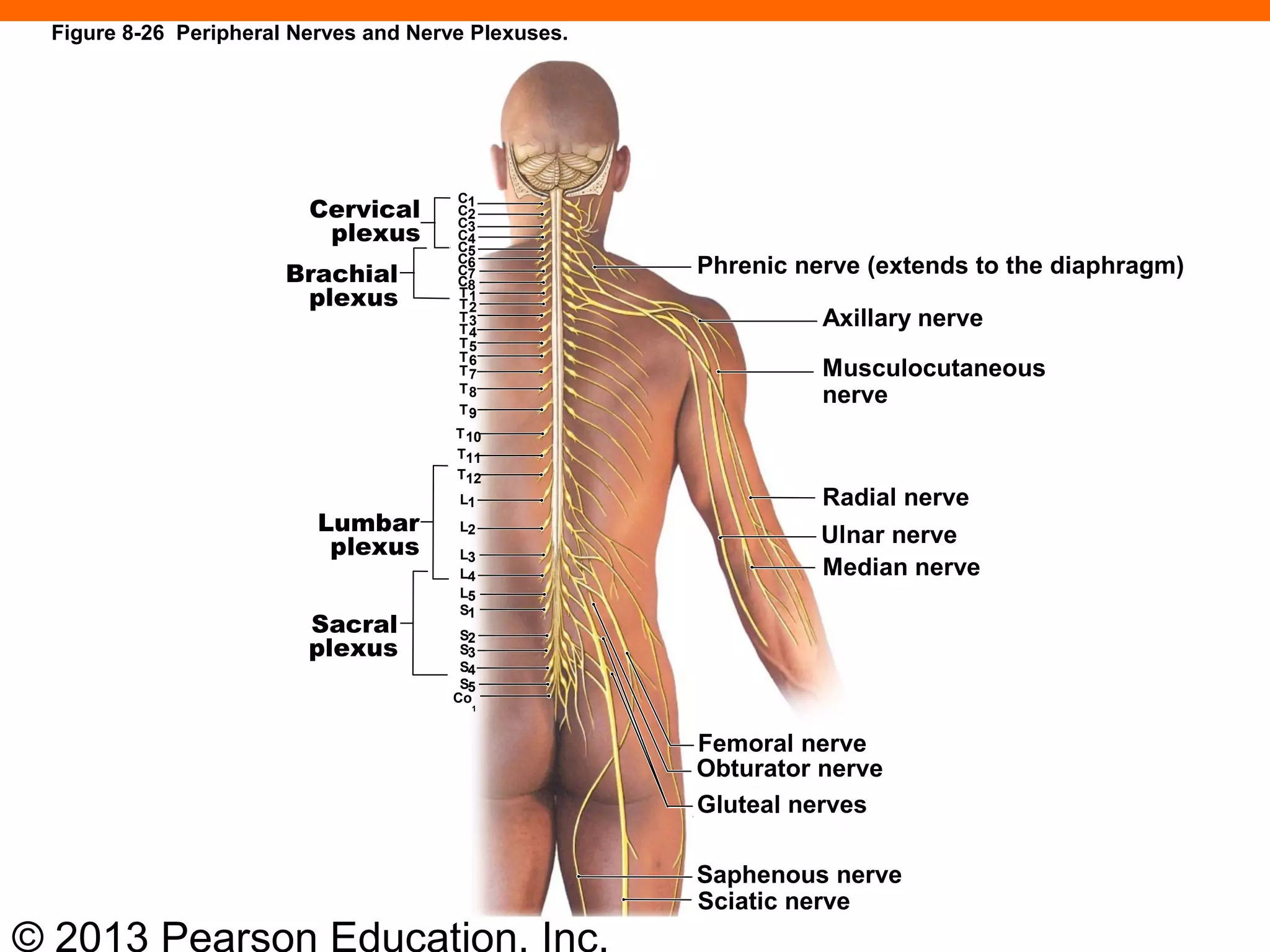 © 2013 Pearson Education, Inc.
Figure 8-26 Peripheral Nerves and Nerve Plexuses.
Phrenic nerve (extends to the diaphragm)
Axillary nerve
Musculocutaneous
nerve
Radial nerve
Ulnar nerve
Median nerve
Femoral nerve
Obturator nerve
Gluteal nerves
Saphenous nerve
Sacral
plexus
Lumbar
plexus
Brachial
plexus
Cervical
plexus
C1
Sciatic nerve
C2
C3
C4
C5
C6
C7
C8
T1
T2
T3
T4
T5
T6
T7
T8
T9
T10
T11
T12
L1
L2
L3
L4
L5
S1
S2
S3
S4
S5
Co
1
 