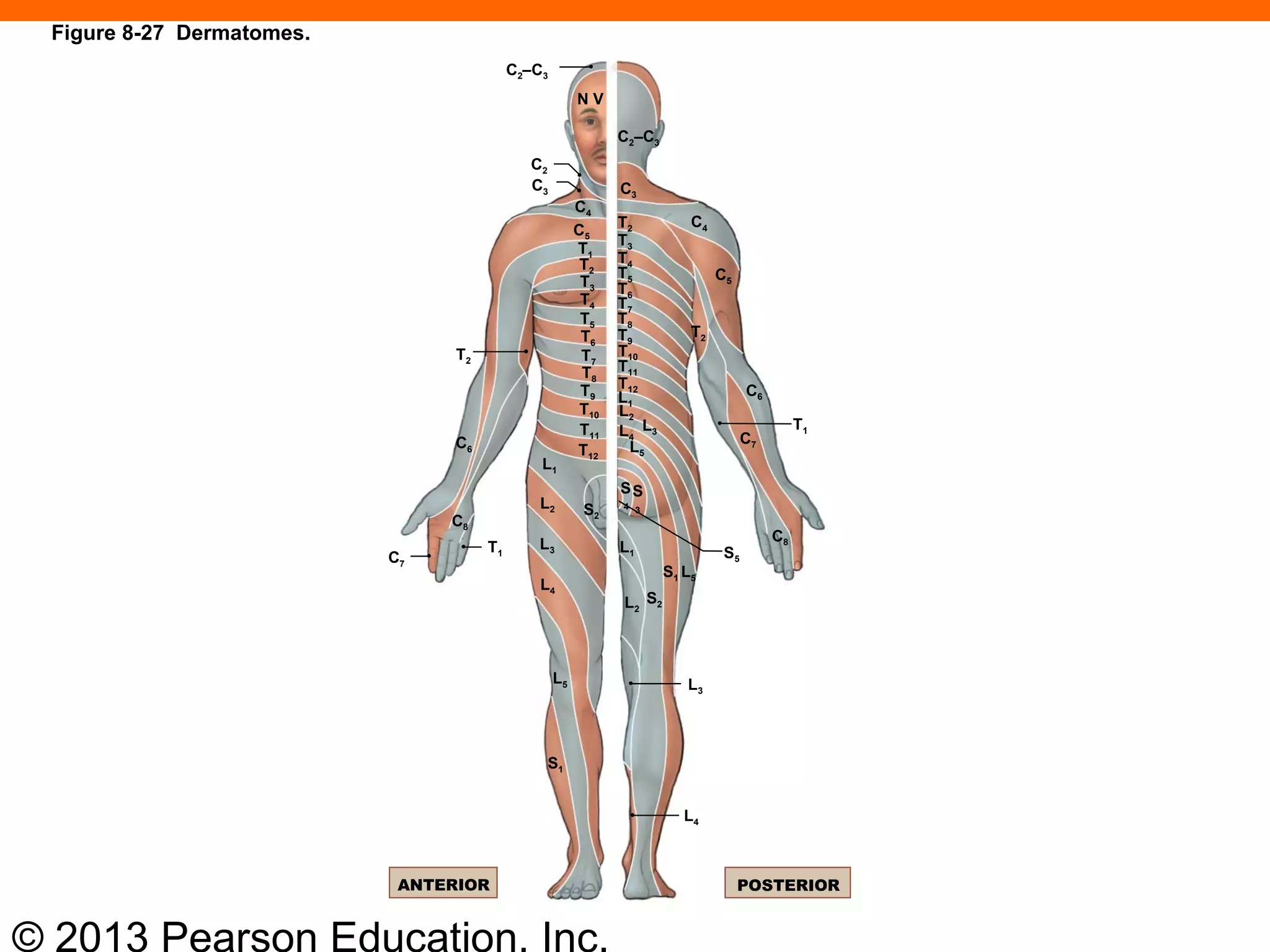 © 2013 Pearson Education, Inc.
C2–C3
C2
C2–C3
N V
C3
C4
C3
C5
C4
C5
C6
C7C6
C8
C8
C7
T1
T2
T3
T4
T5
T6
T7
T8
T9
T10
T11
T12
T2
T3
T4
T5
T6
T7
T8
T9
T10
T11
T12
T2
T2
T1
T1
L1
L1
L2
L2
L3L4
L5
L1
L2
L3
L4
L5 L3
S2
S1 L5
S5
SS
4 3
S2
S1
L4
ANTERIOR POSTERIOR
Figure 8-27 Dermatomes.
 