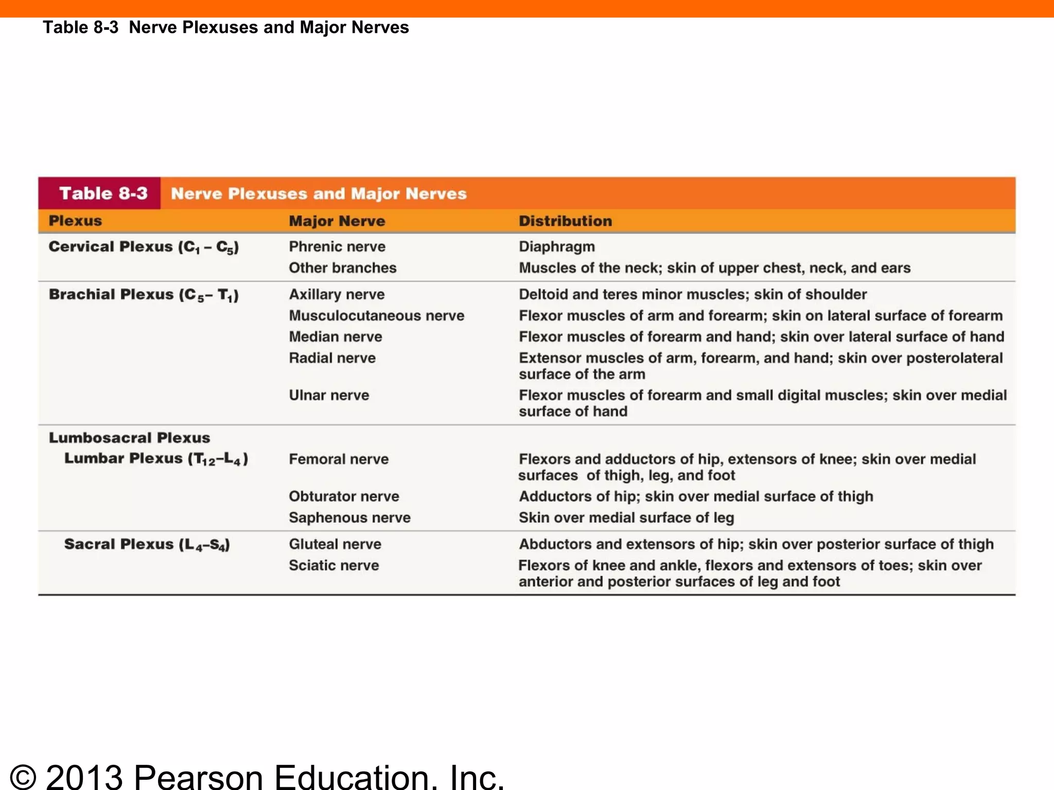 © 2013 Pearson Education, Inc.
Table 8-3 Nerve Plexuses and Major Nerves
 