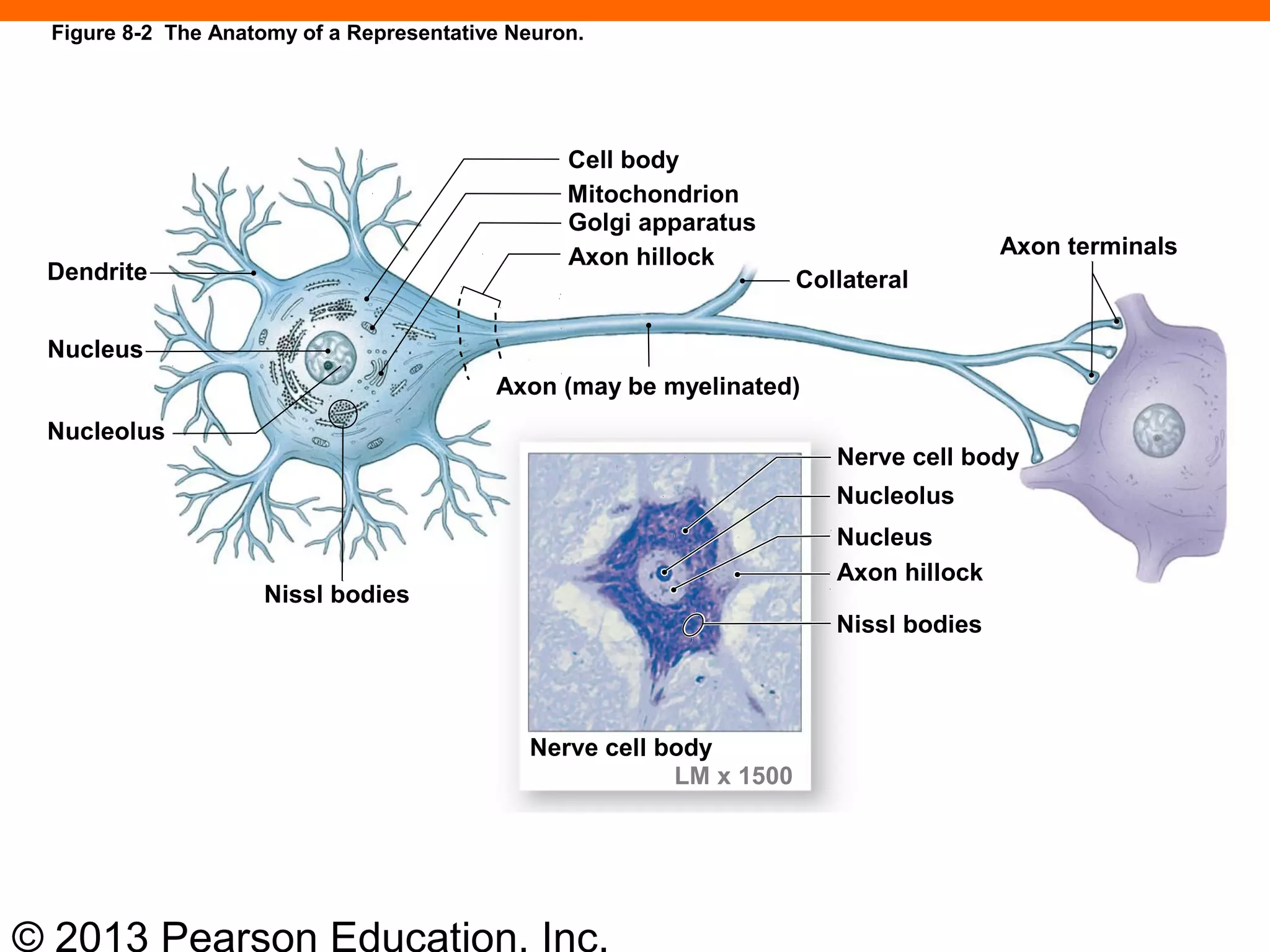 © 2013 Pearson Education, Inc.
Cell body
Mitochondrion
Golgi apparatus
Axon hillock
Dendrite
Nucleus
Nucleolus
Nissl bodies
Axon (may be myelinated)
Collateral
Axon terminals
Nucleolus
Nucleus
Axon hillock
Nissl bodies
Nerve cell body
Nerve cell body
LM x 1500
Figure 8-2 The Anatomy of a Representative Neuron.
 