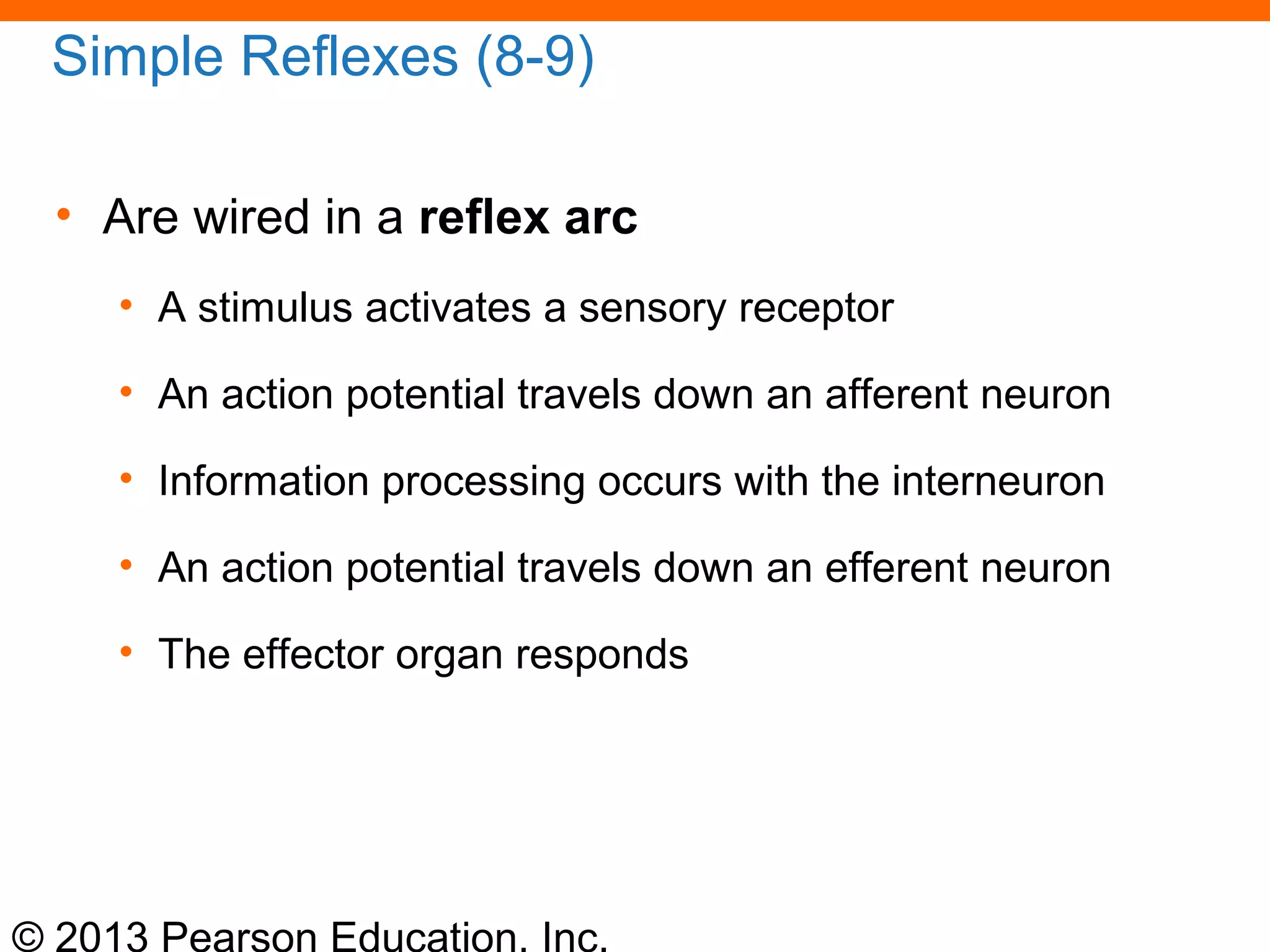 © 2013 Pearson Education, Inc.
Simple Reflexes (8-9)
• Are wired in a reflex arc
• A stimulus activates a sensory receptor
• An action potential travels down an afferent neuron
• Information processing occurs with the interneuron
• An action potential travels down an efferent neuron
• The effector organ responds
 