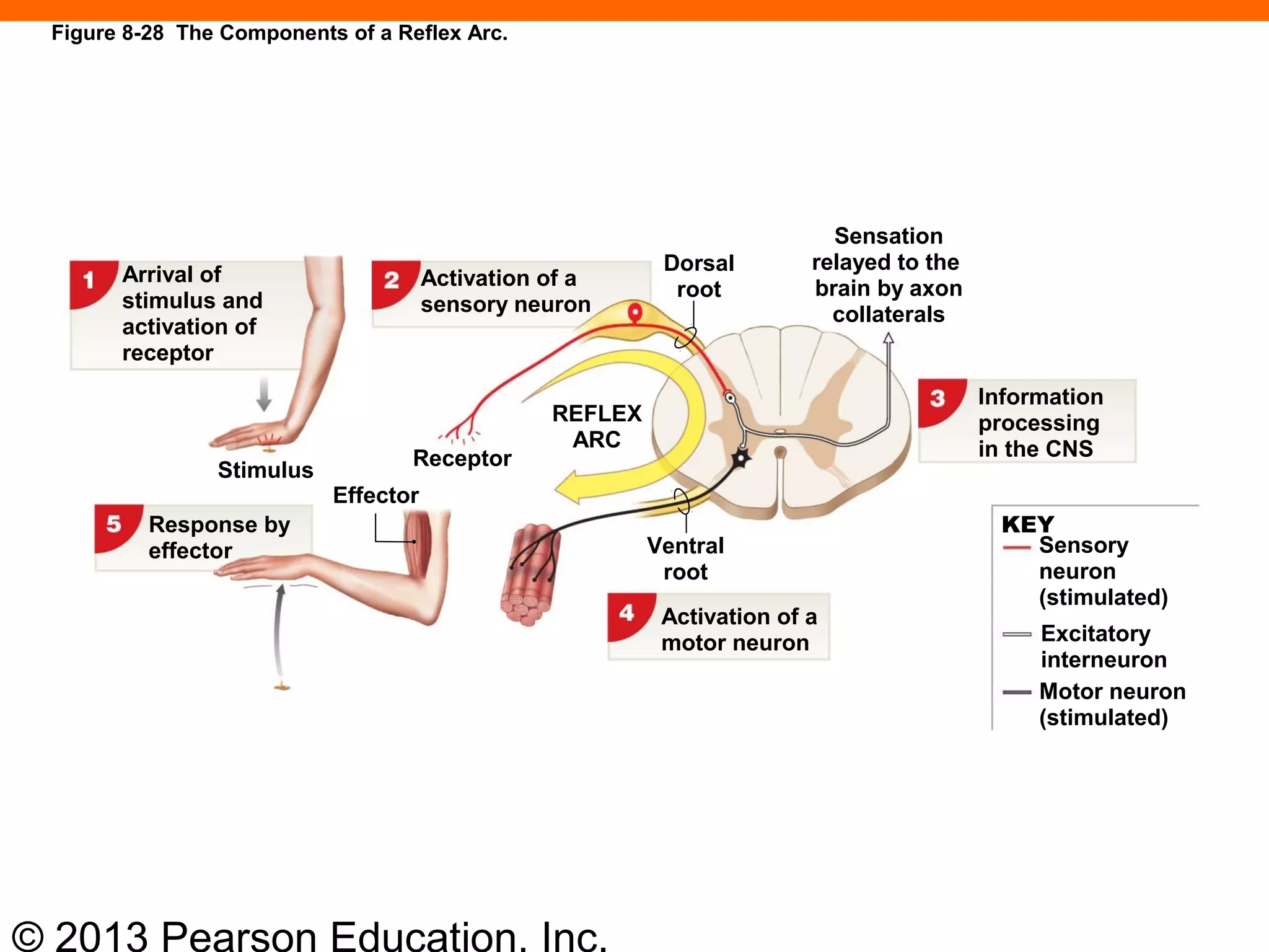 © 2013 Pearson Education, Inc.
Arrival of
stimulus and
activation of
receptor
Activation of a
sensory neuron
Dorsal
root
Sensation
relayed to the
brain by axon
collaterals
Information
processing
in the CNS
REFLEX
ARC
Receptor
Stimulus
Effector
Response by
effector Ventral
root
Activation of a
motor neuron
KEY
Sensory
neuron
(stimulated)
Excitatory
interneuron
Motor neuron
(stimulated)
Figure 8-28 The Components of a Reflex Arc.
 