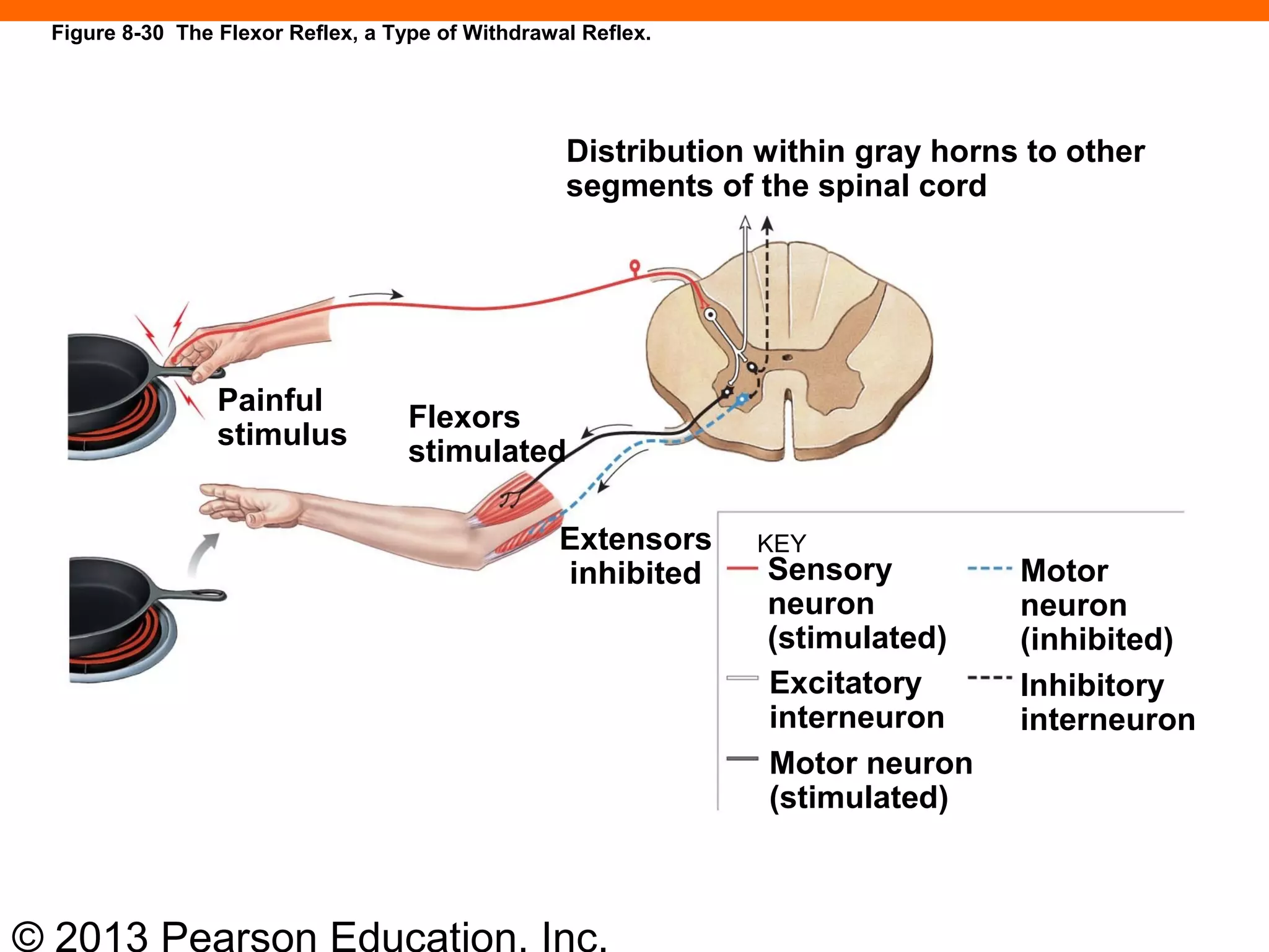 © 2013 Pearson Education, Inc.
Distribution within gray horns to other
segments of the spinal cord
Painful
stimulus
Flexors
stimulated
Extensors
inhibited
KEY
Sensory
neuron
(stimulated)
Excitatory
interneuron
Motor neuron
(stimulated)
Motor
neuron
(inhibited)
Inhibitory
interneuron
Figure 8-30 The Flexor Reflex, a Type of Withdrawal Reflex.
 
