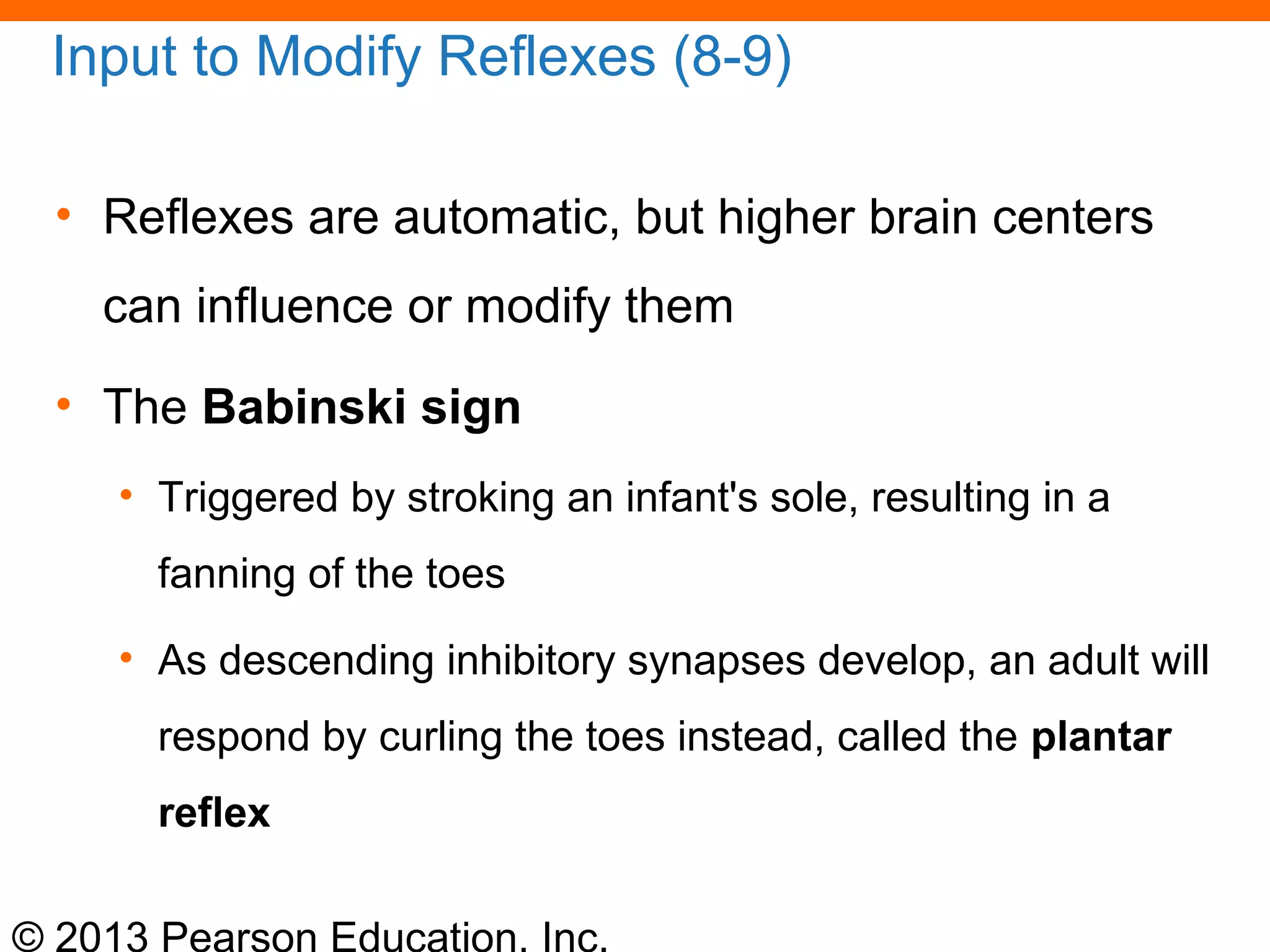 © 2013 Pearson Education, Inc.
Input to Modify Reflexes (8-9)
• Reflexes are automatic, but higher brain centers
can influence or modify them
• The Babinski sign
• Triggered by stroking an infant's sole, resulting in a
fanning of the toes
• As descending inhibitory synapses develop, an adult will
respond by curling the toes instead, called the plantar
reflex
 