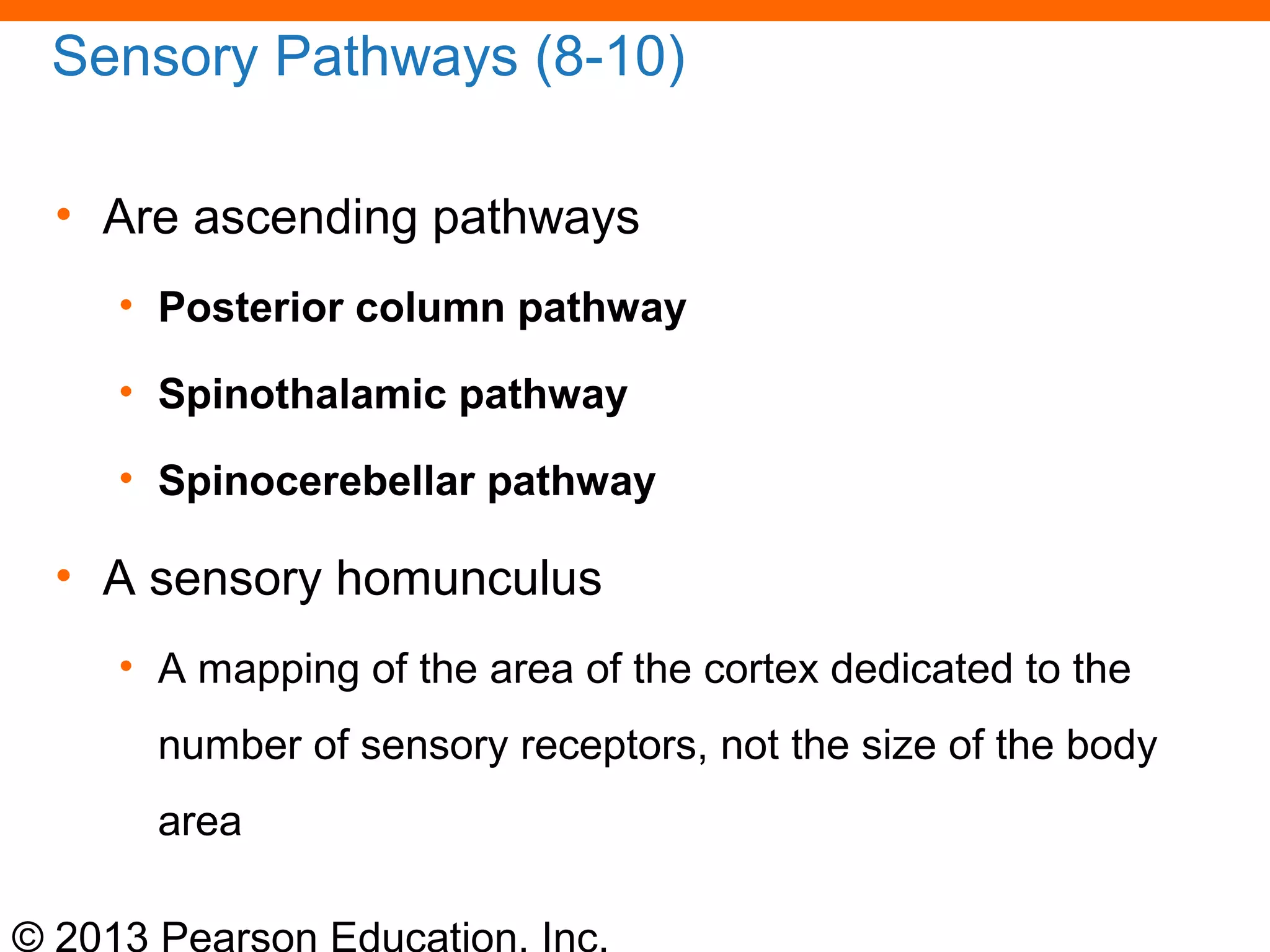 © 2013 Pearson Education, Inc.
Sensory Pathways (8-10)
• Are ascending pathways
• Posterior column pathway
• Spinothalamic pathway
• Spinocerebellar pathway
• A sensory homunculus
• A mapping of the area of the cortex dedicated to the
number of sensory receptors, not the size of the body
area
 