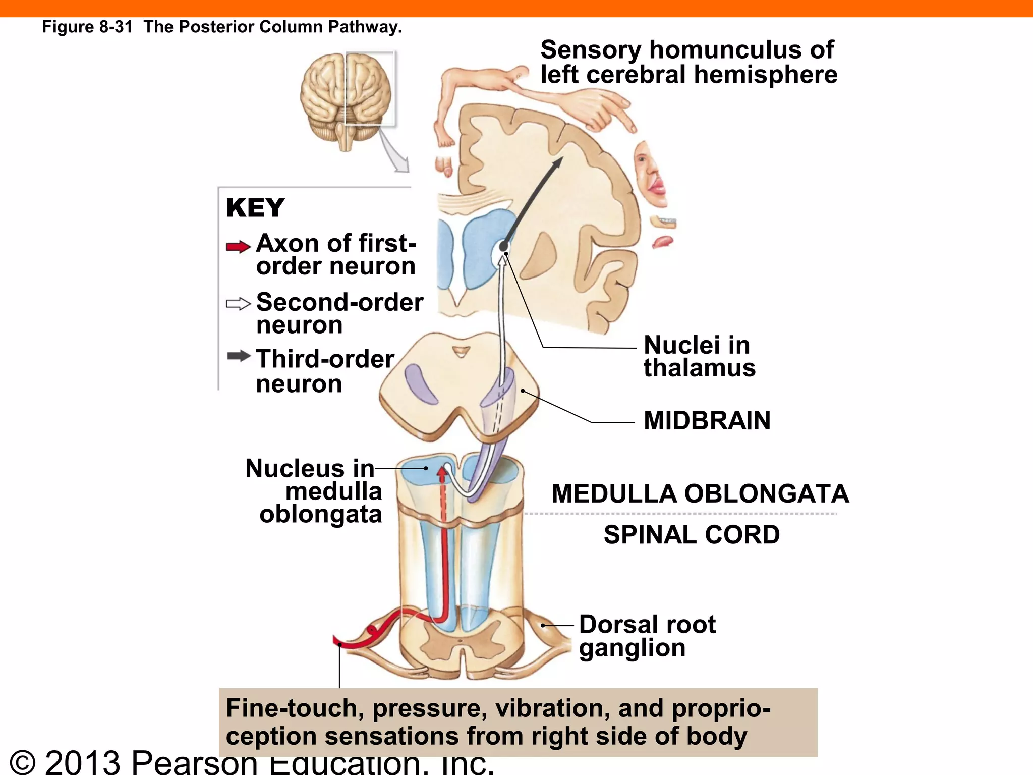 © 2013 Pearson Education, Inc.
Sensory homunculus of
left cerebral hemisphere
KEY
Axon of first-
order neuron
Second-order
neuron
Third-order
neuron
Nucleus in
medulla
oblongata
Nuclei in
thalamus
MIDBRAIN
MEDULLA OBLONGATA
SPINAL CORD
Dorsal root
ganglion
Fine-touch, pressure, vibration, and proprio-
ception sensations from right side of body
Figure 8-31 The Posterior Column Pathway.
 