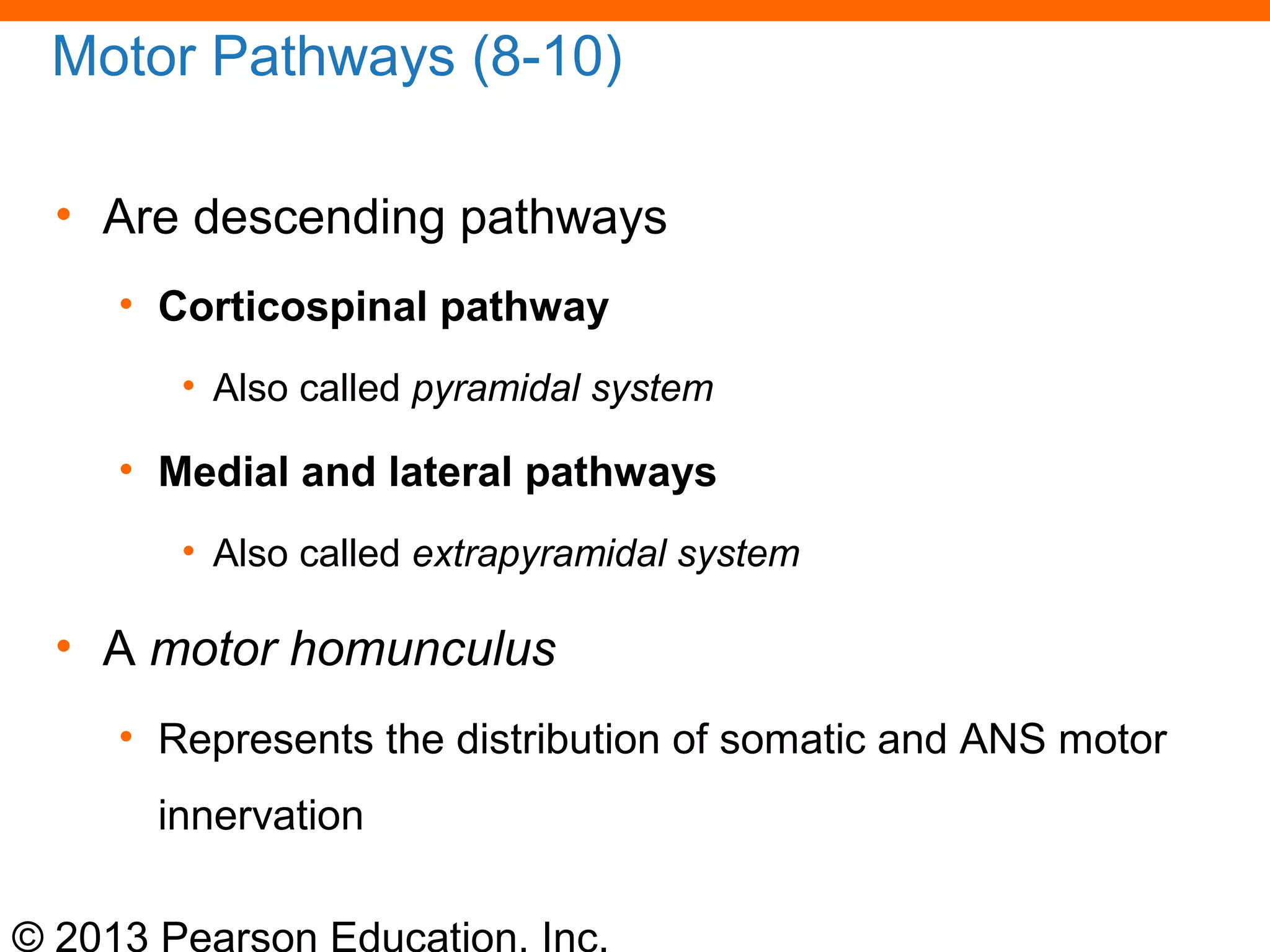 © 2013 Pearson Education, Inc.
Motor Pathways (8-10)
• Are descending pathways
• Corticospinal pathway
• Also called pyramidal system
• Medial and lateral pathways
• Also called extrapyramidal system
• A motor homunculus
• Represents the distribution of somatic and ANS motor
innervation
 